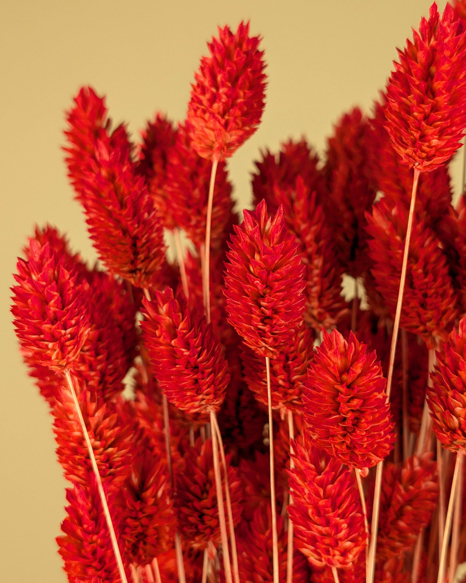 Dried Phalaris colored Burnt Oranje (Kanariegras)