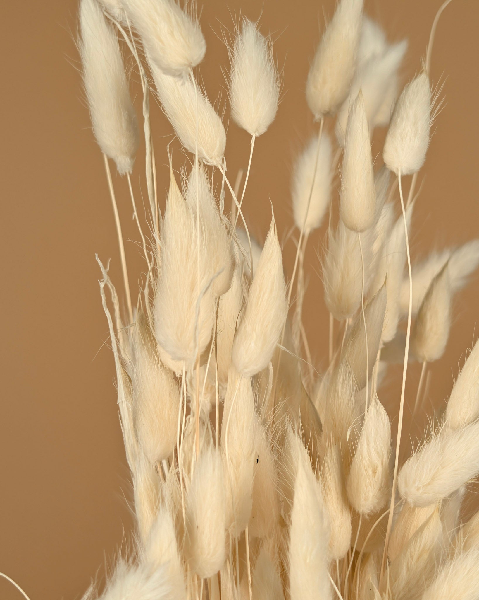 Séché Lagurus ovatus blanchis