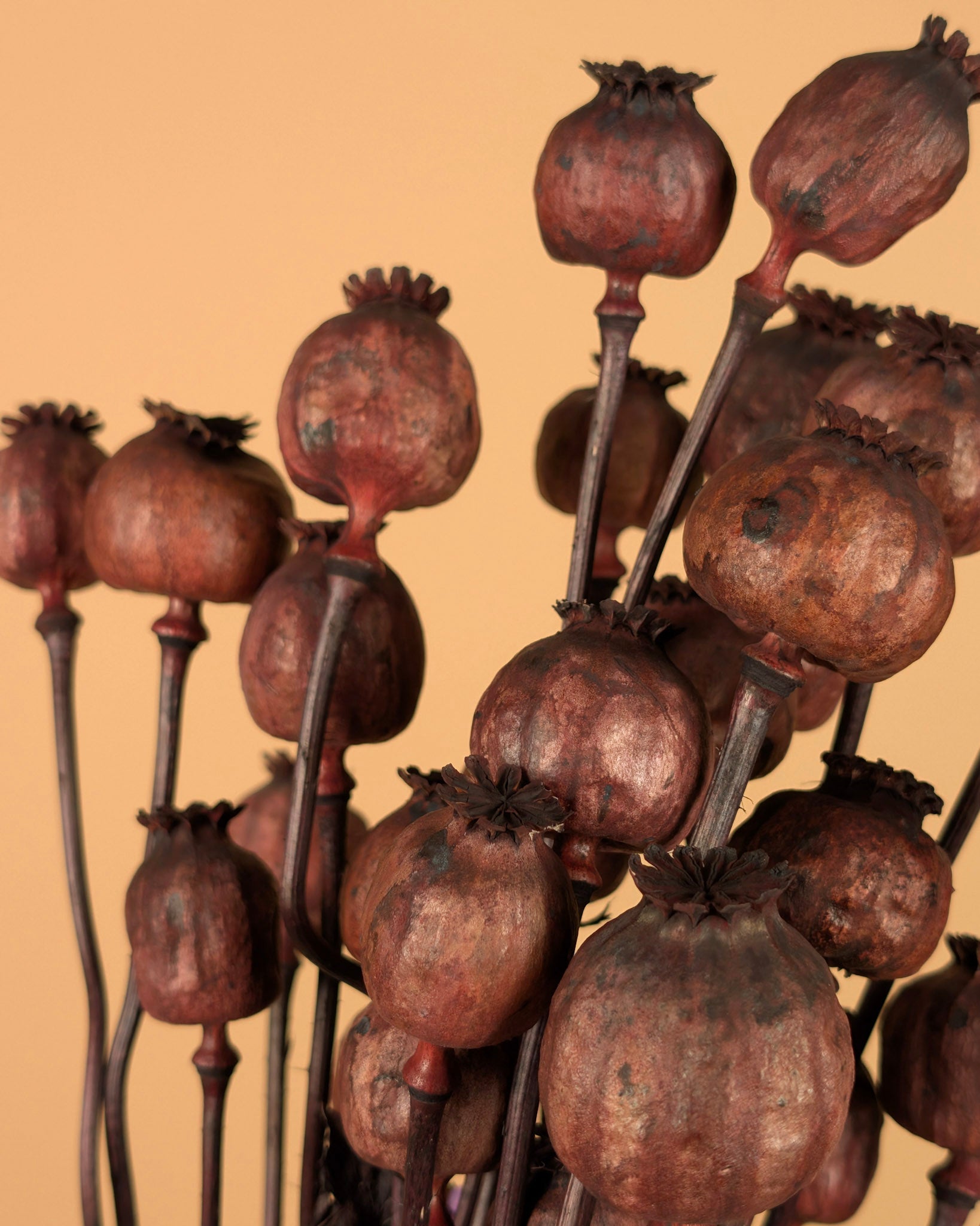 Getrocknetes Mohn dunkelbraun