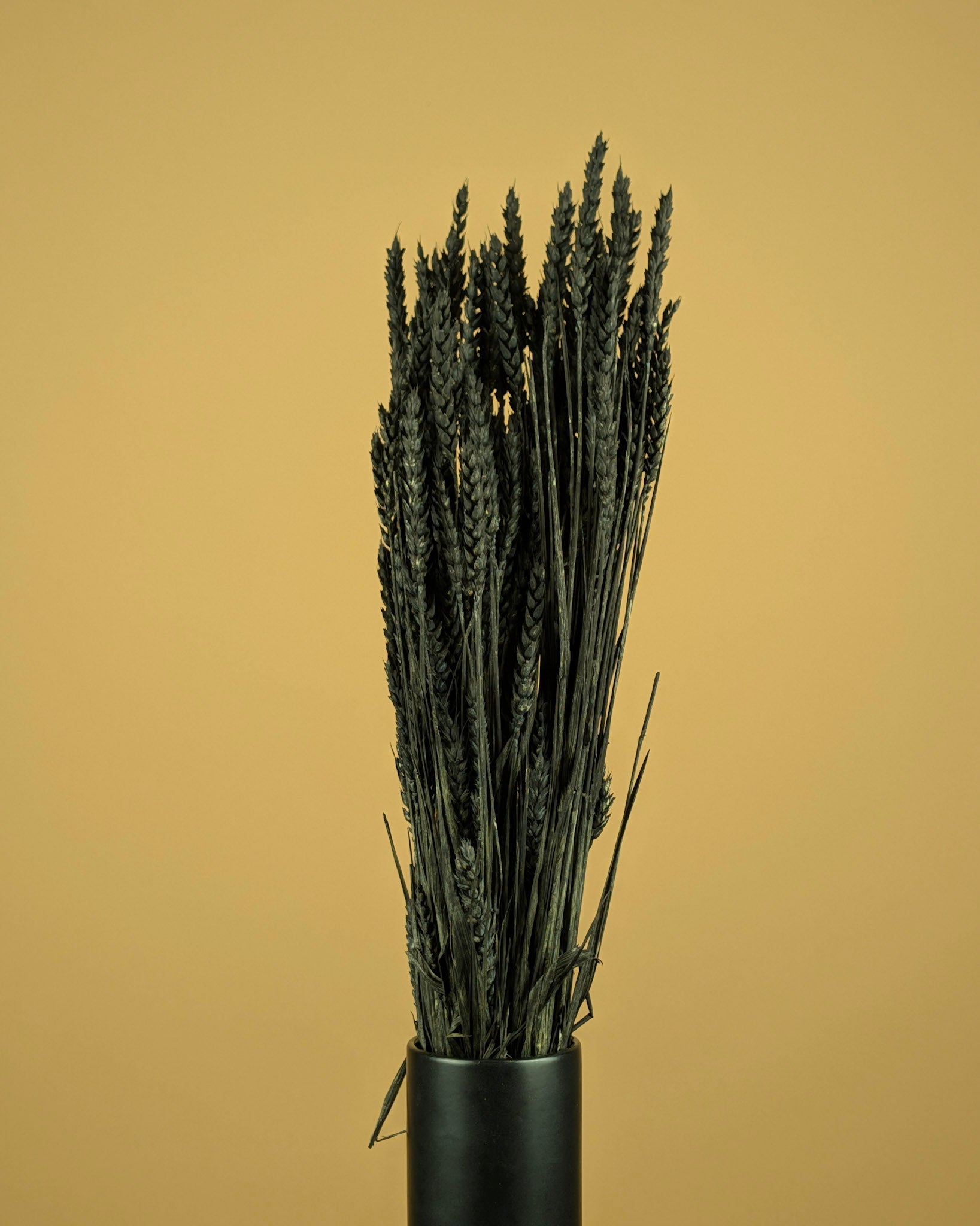 Getrockneter Weizenschwarz