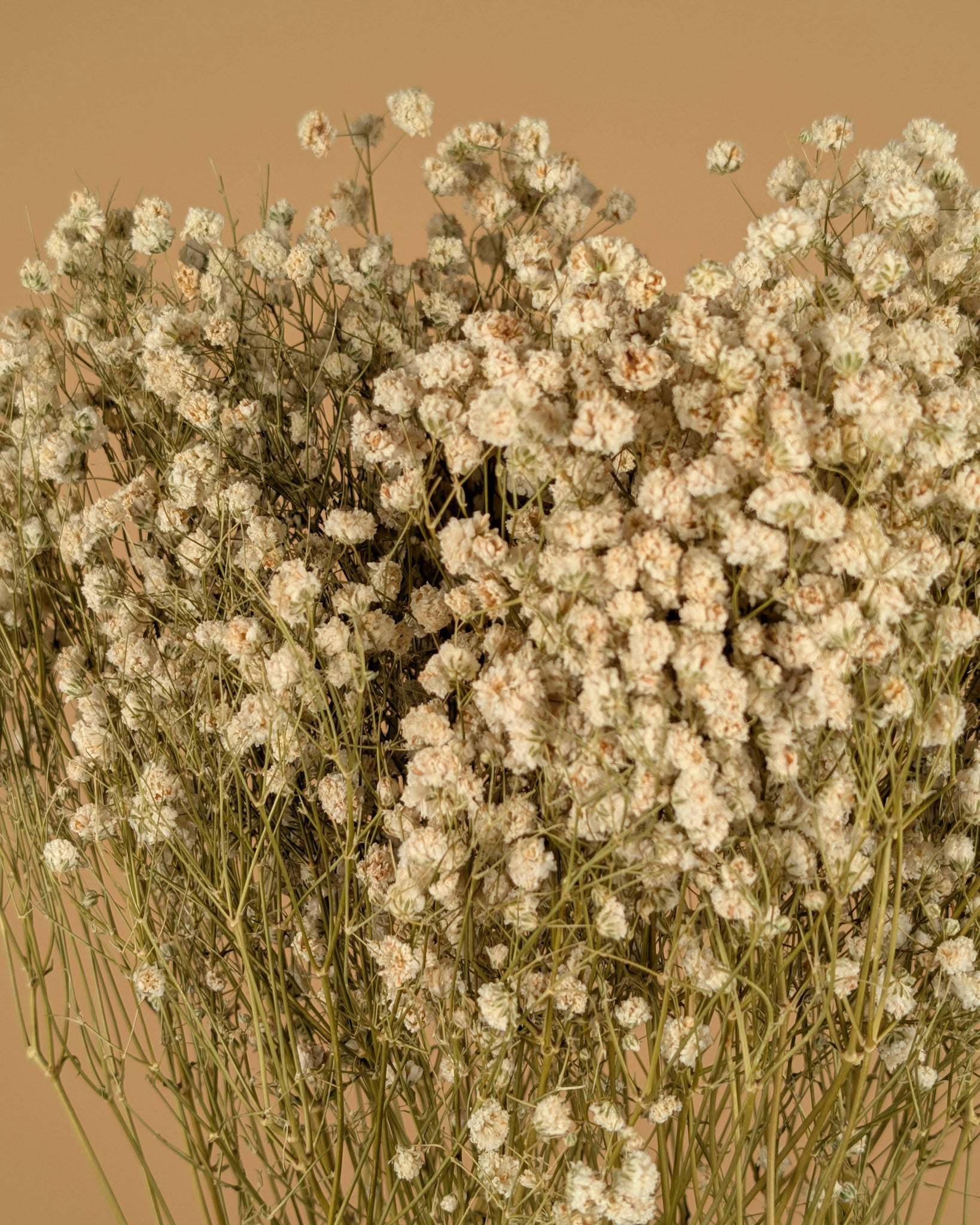 GIPSPRAID (Gypsophilia) White natural dried