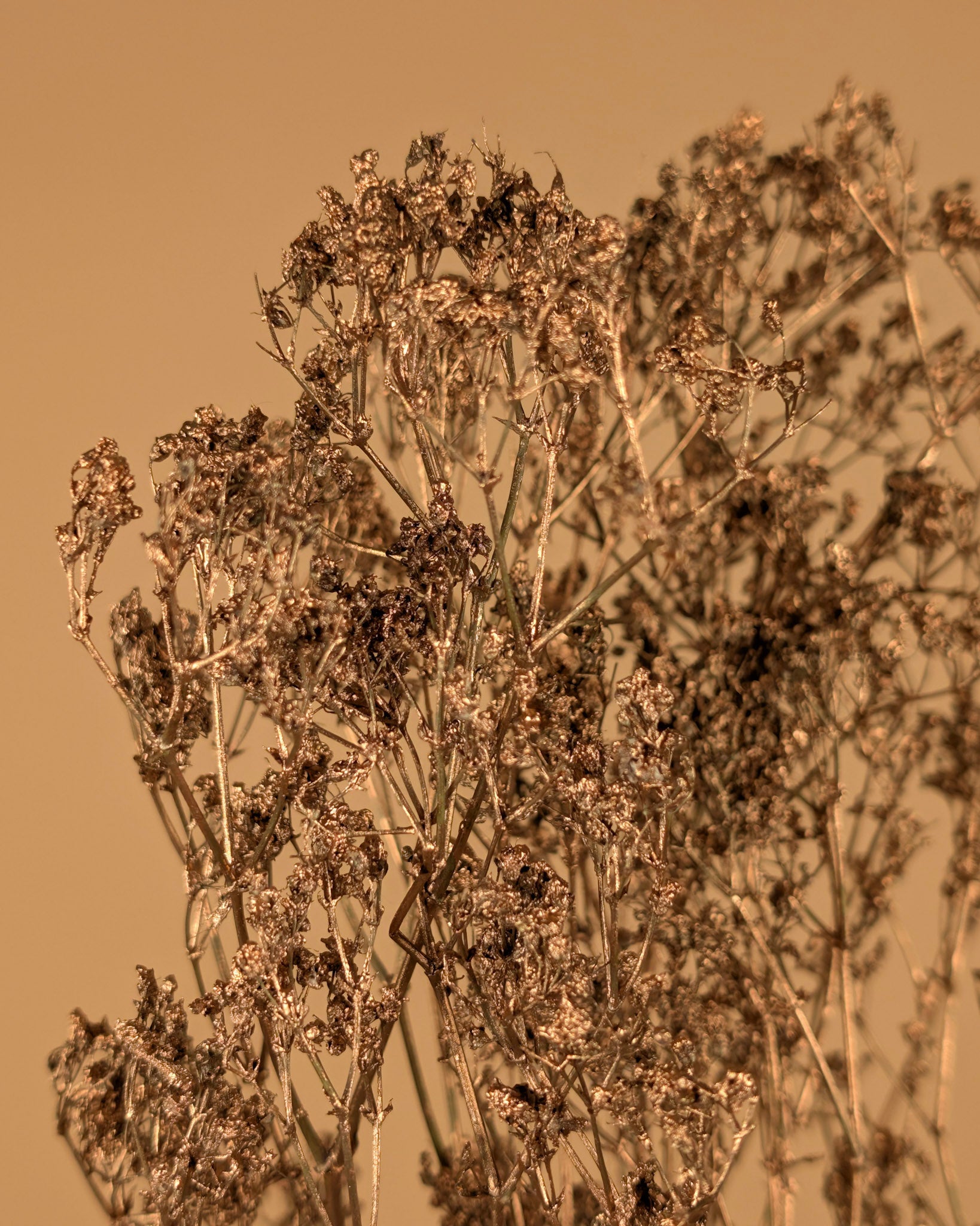 Gypsophila Gold (peint)