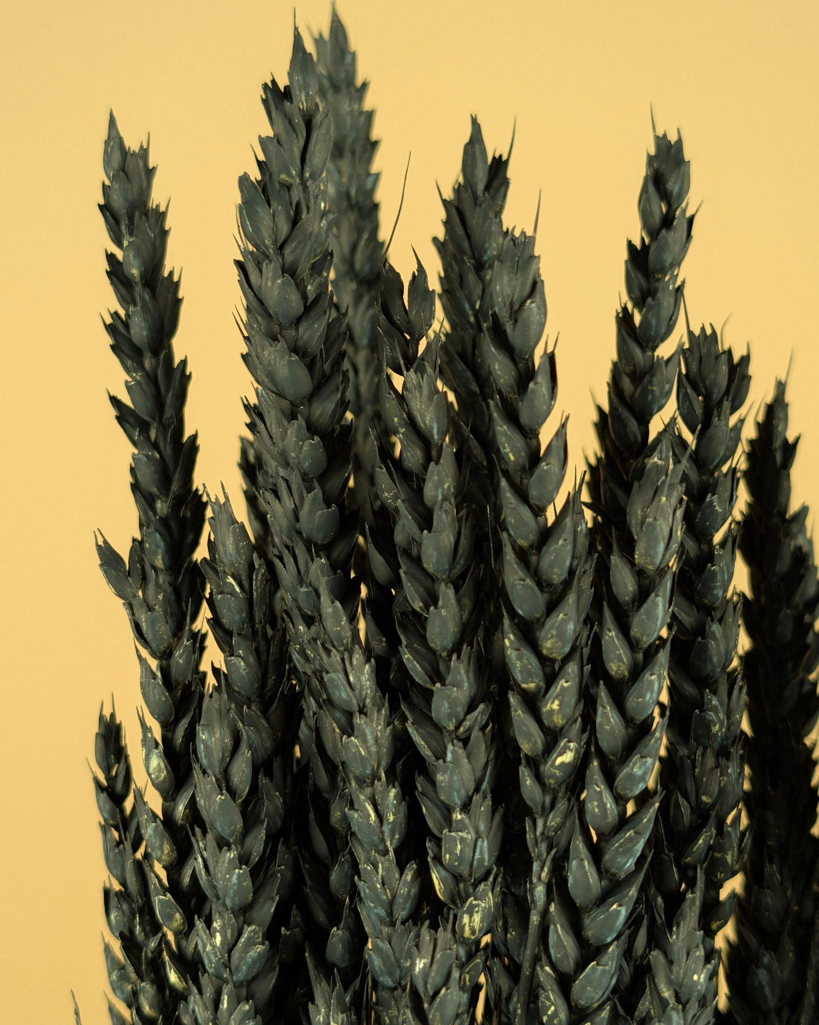 Getrockneter Weizenschwarz