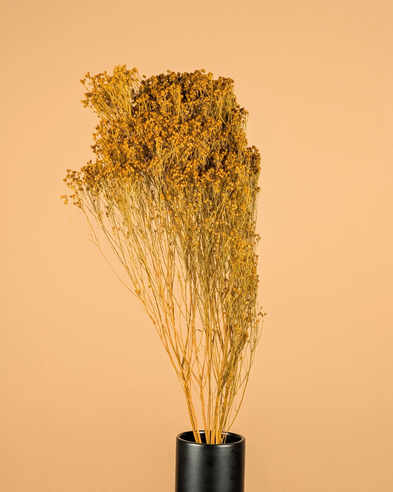 Dried Broom Bloom Yellow