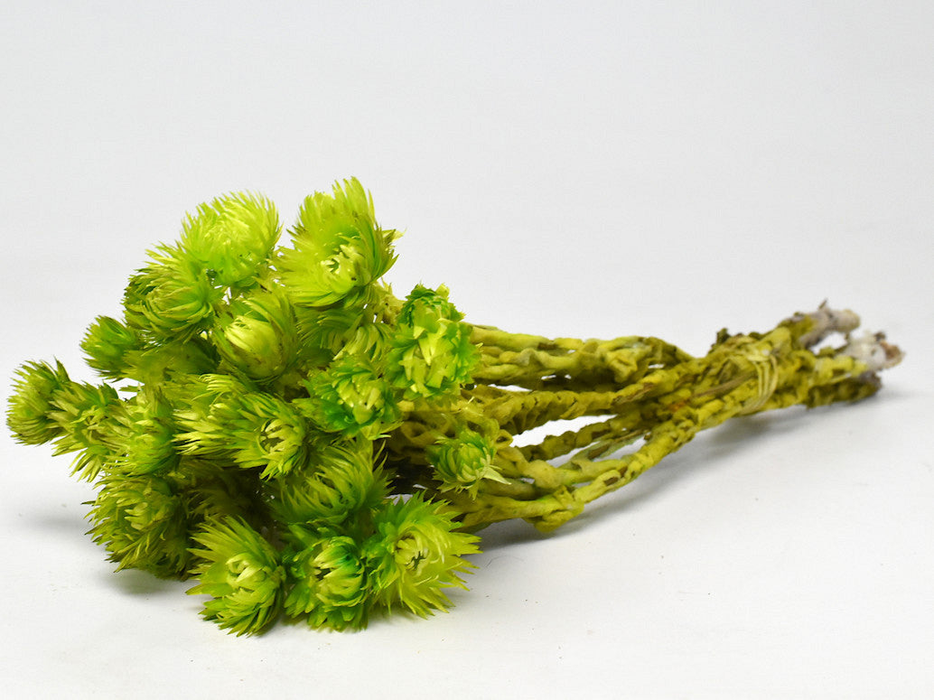 Helichrysum Vestitum Green