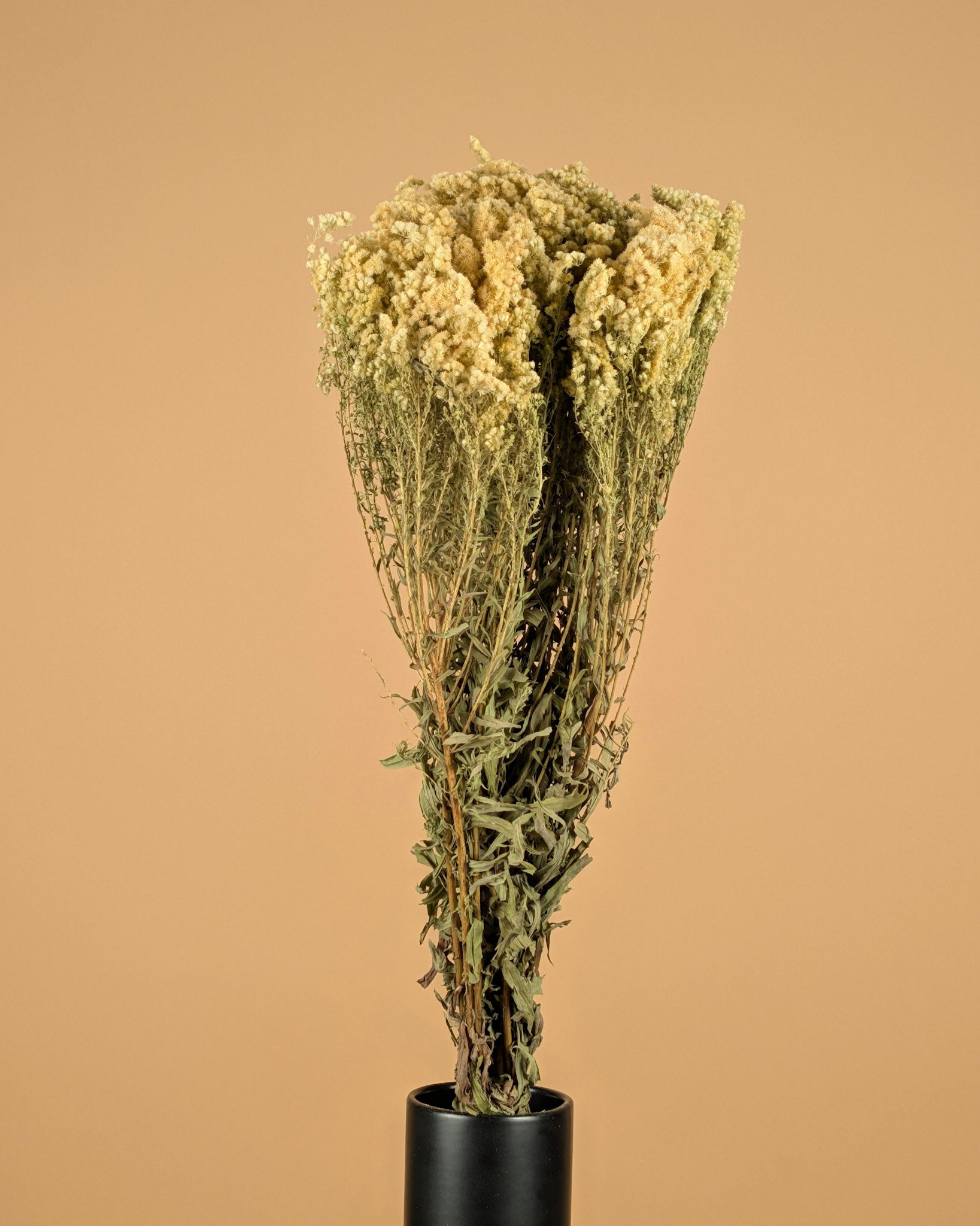 Dried Solidago
