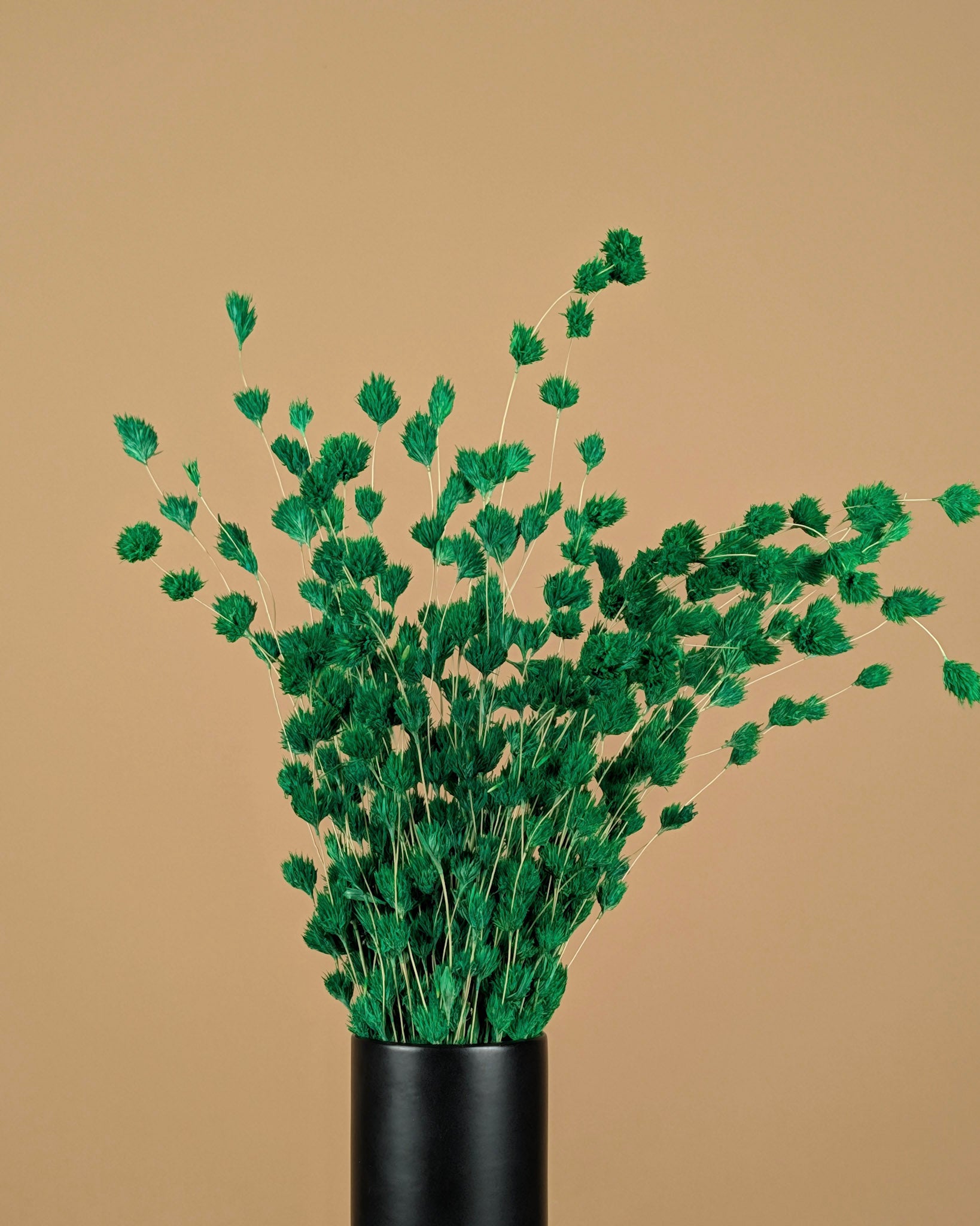 Gedroogde ruscus pluim (wheep) – bamboegroen