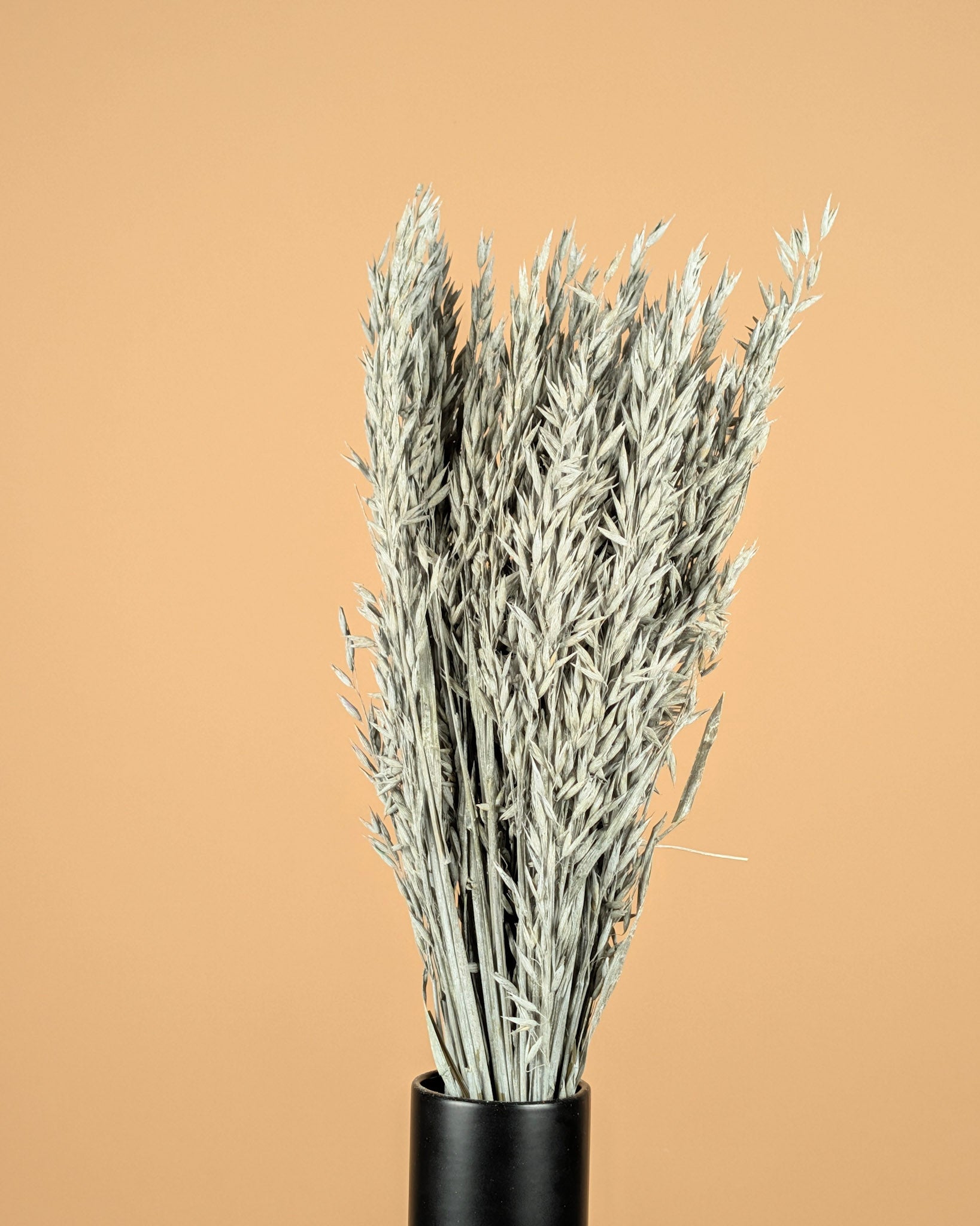 Avoine séchée gris lavage coloré