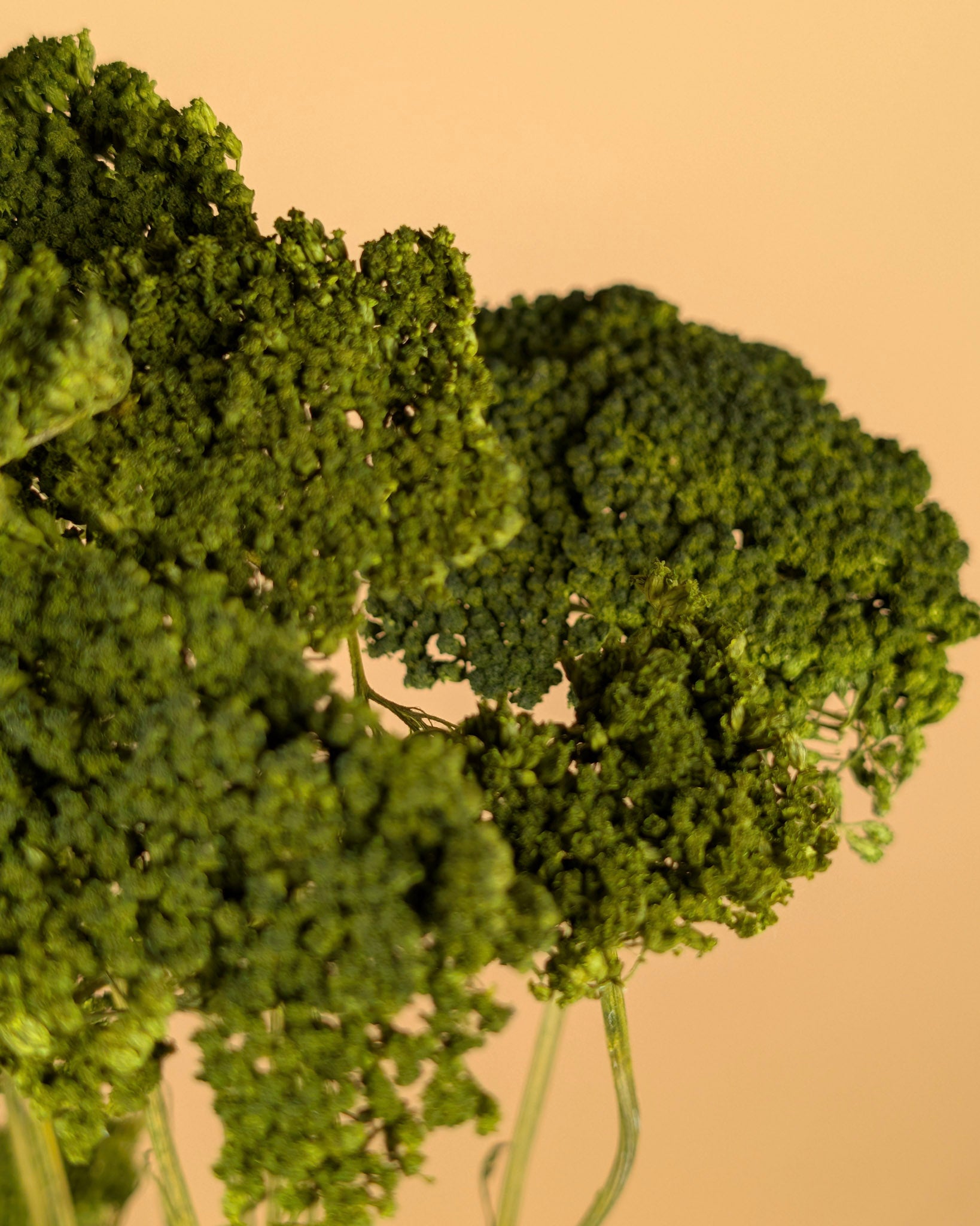 Getrocknete Achillea grün gestrichen