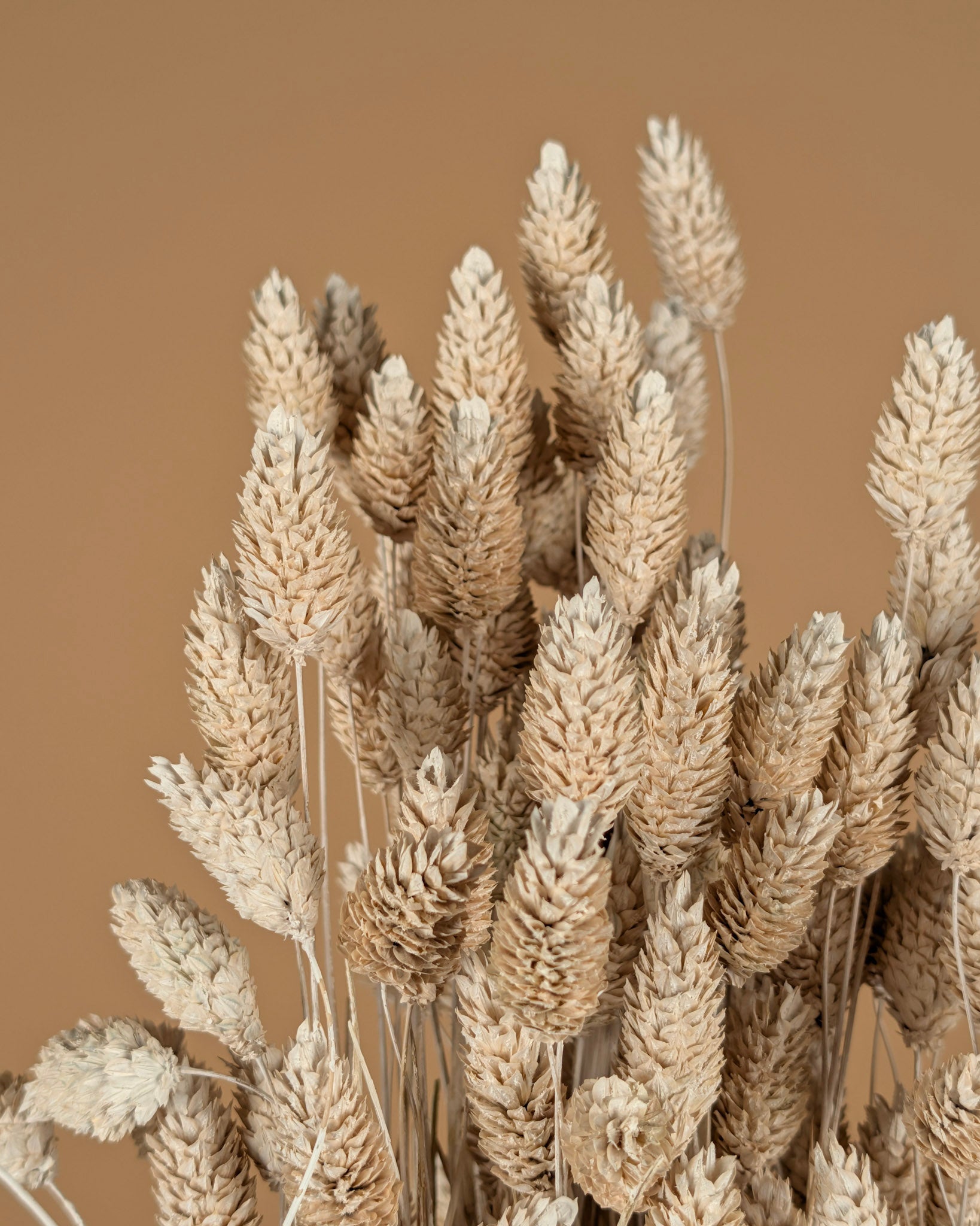 Phalaris nebliger Witz (Canarialgras)