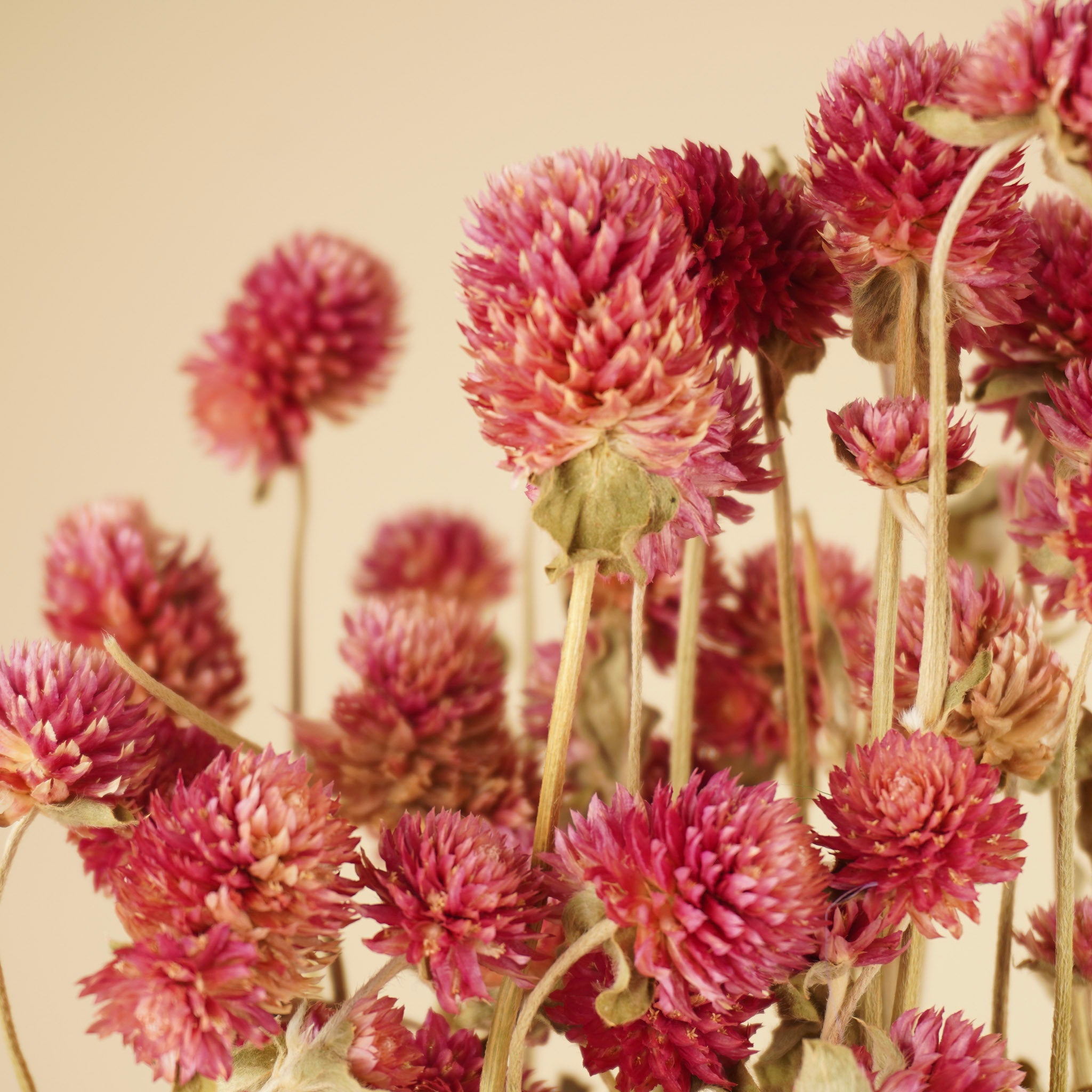 Gomphrena lila séché