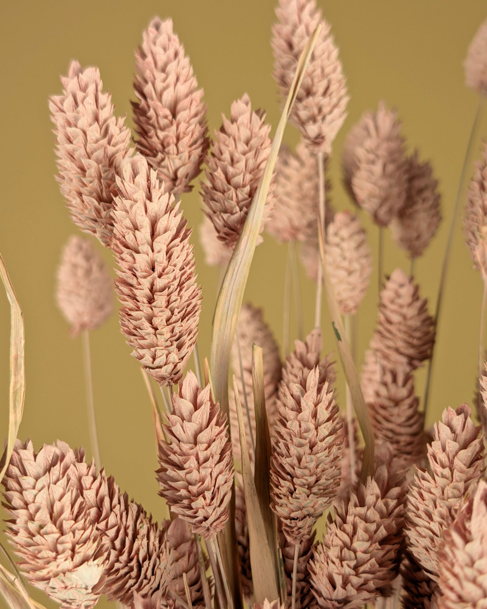 Dried Phalaris Misty Pink