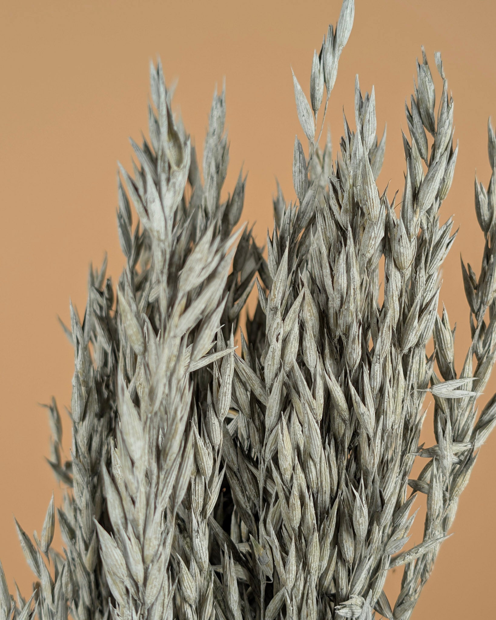 Avoine séchée gris lavage coloré