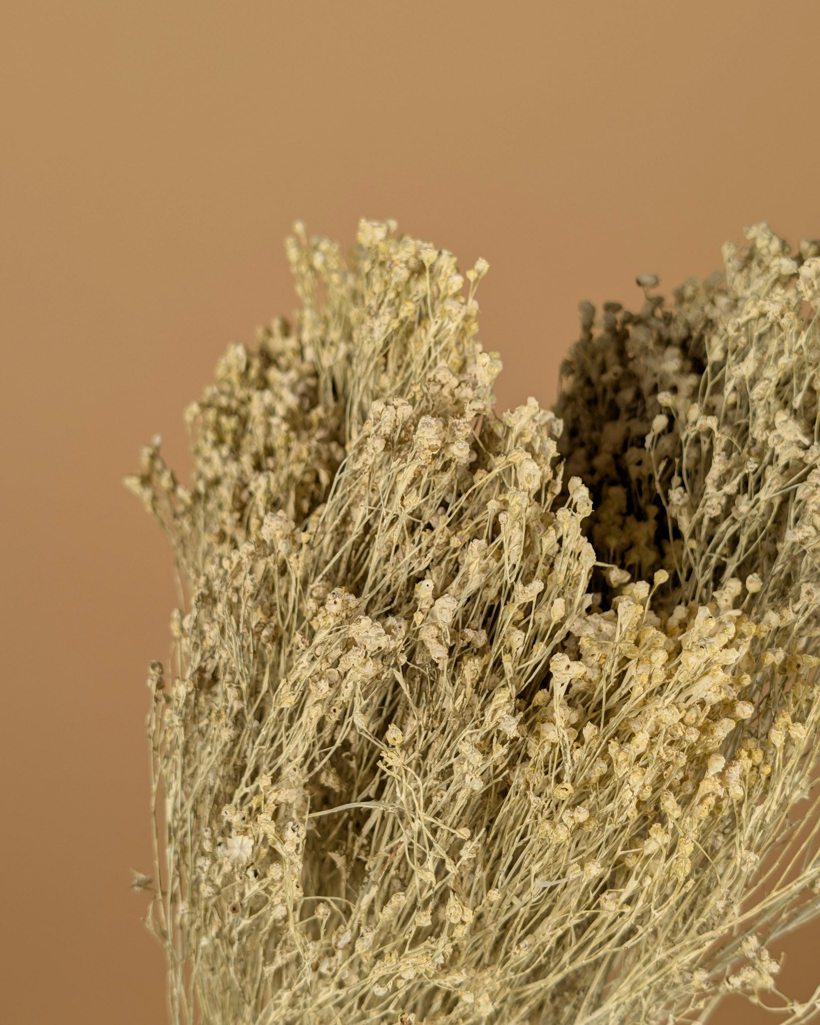 Dried Broom Bloom White Misty