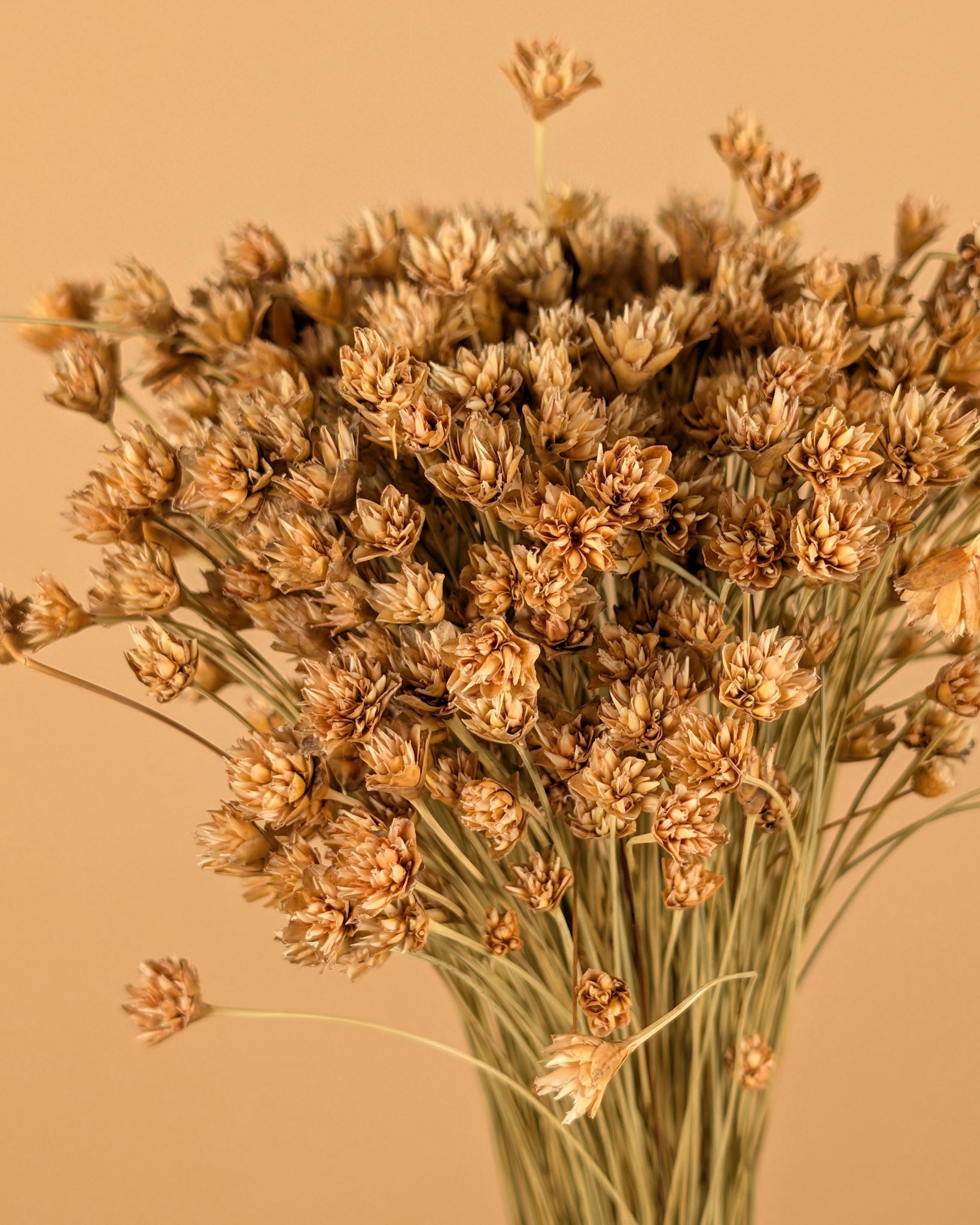 Hill Flower Naturel dried