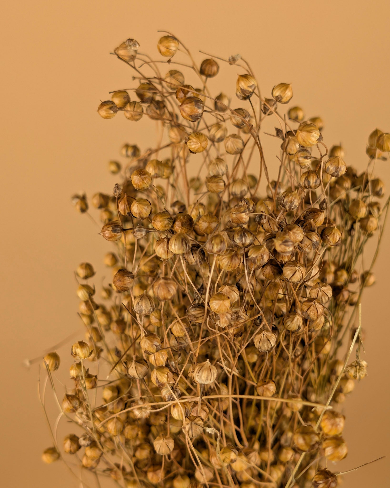 Dried Lino Vlas Naturel (Linum)