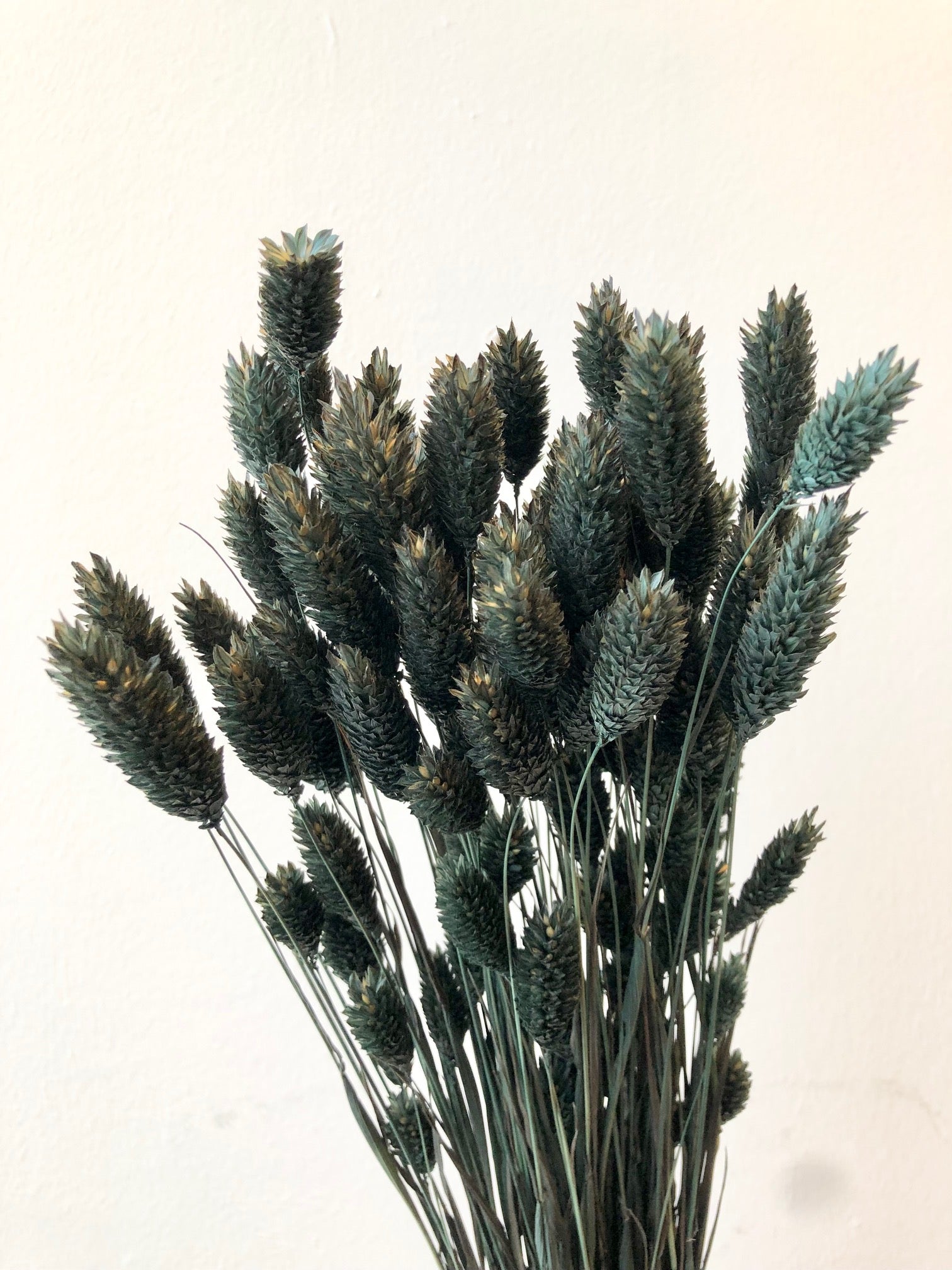 Dried Phalaris Donker Green (Canarial Grass)