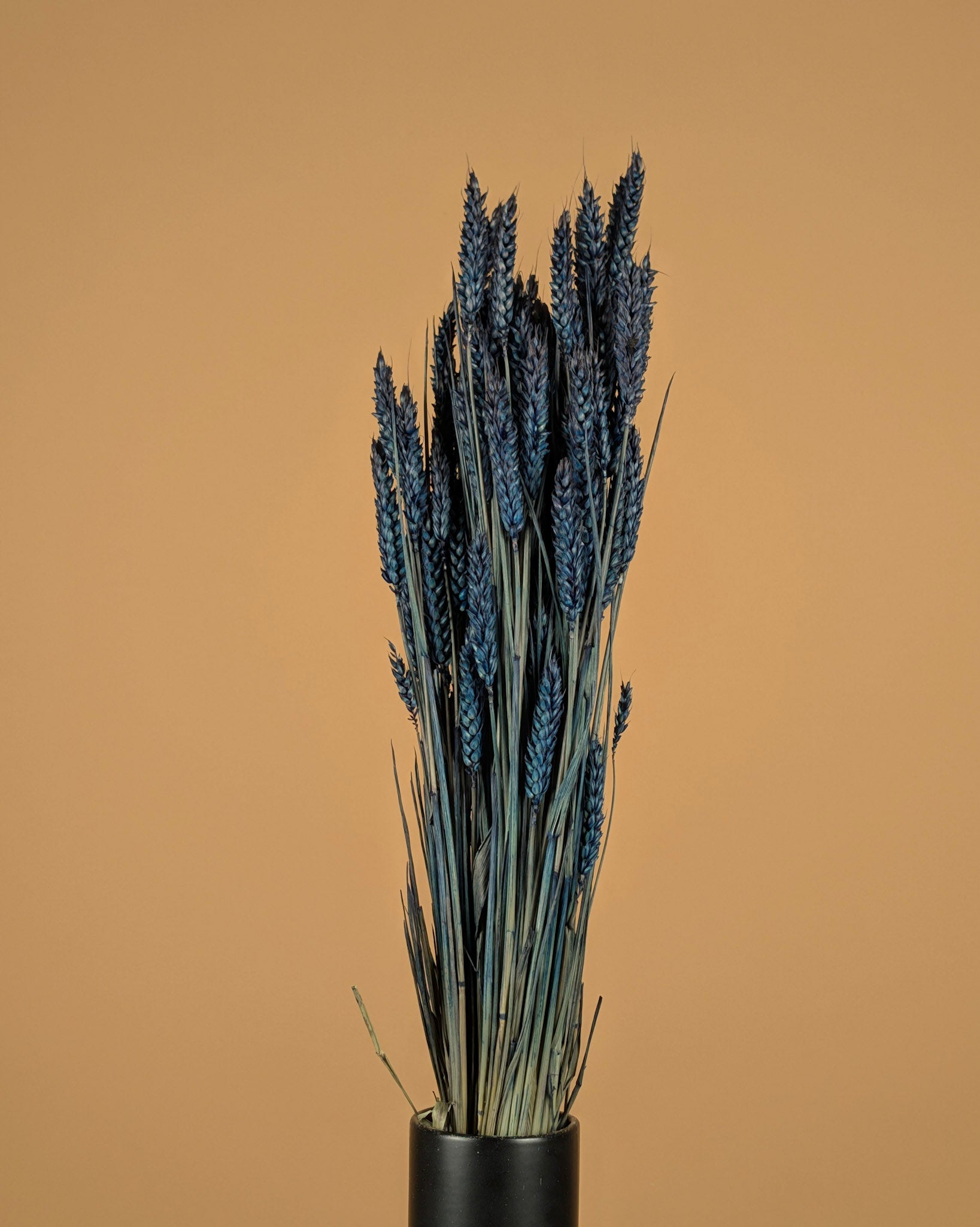 Dried wheat blue