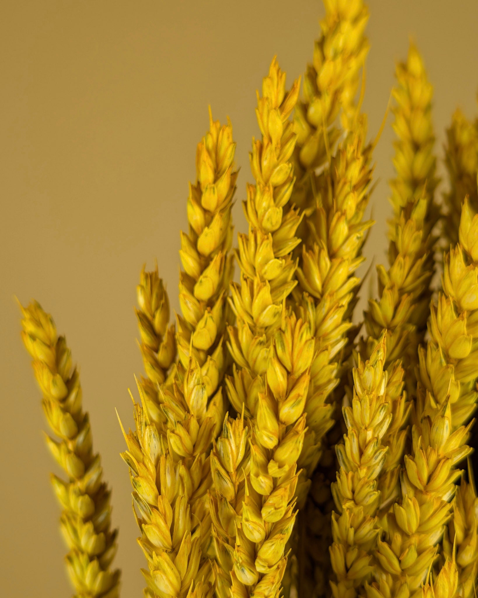 Dried wheat yellow
