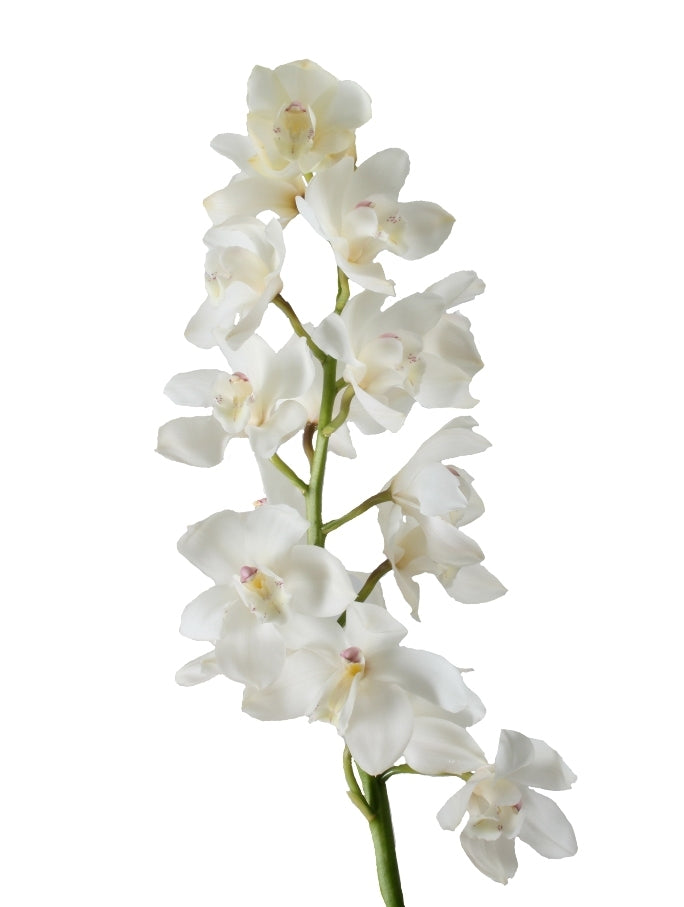 Cymbidium Branch Grootbloemig avec 10-12 fleurs.