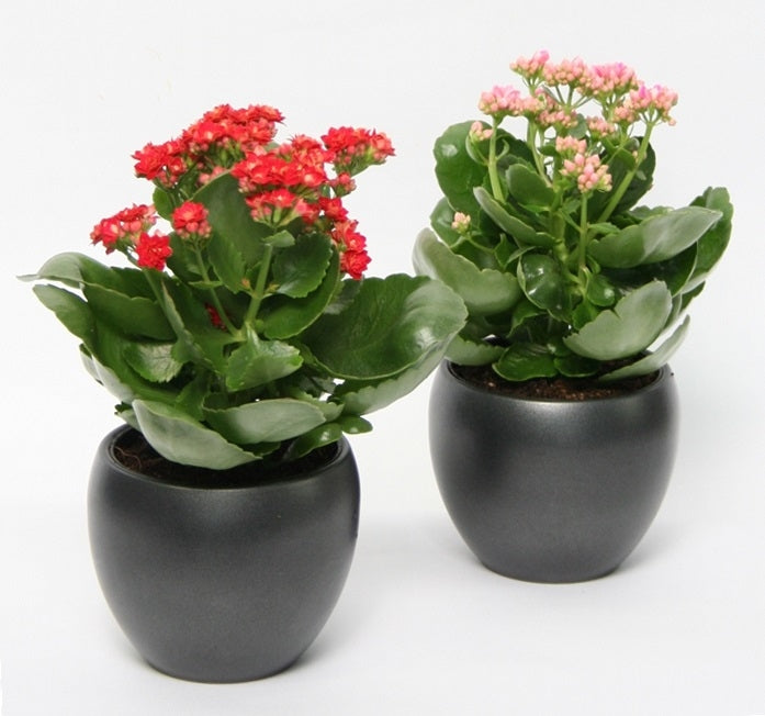 Kalanchoe en céramique anthracite de mat