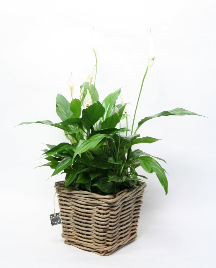 Spathiphyllum in square wicker basket