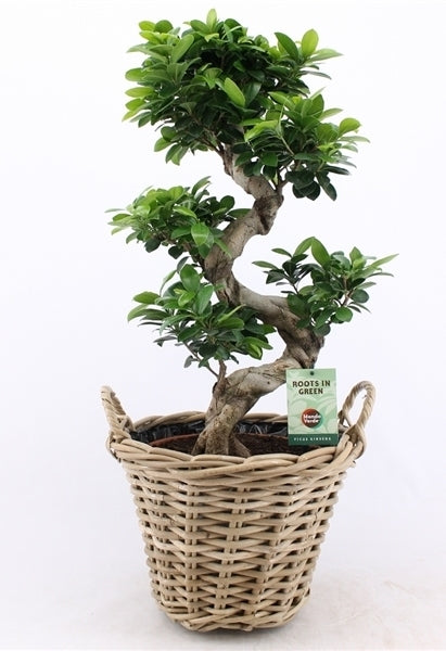 Ficus Microcarpa Ginseng S-Type in rattan basket