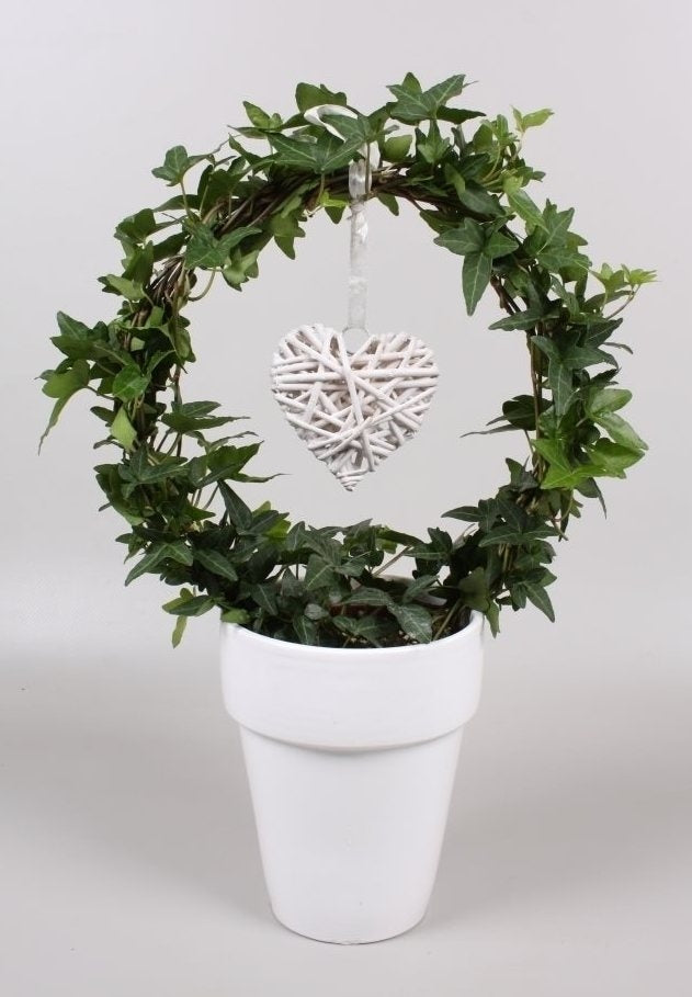 Hedera verbeugte sich mit einem weißen Herzen im Keramik -Topf