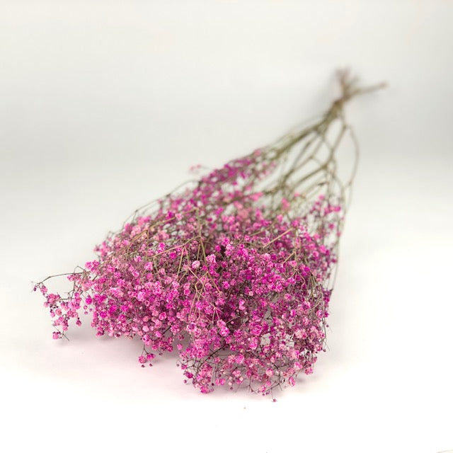 Gypse séché (gypsophilie) rose foncé