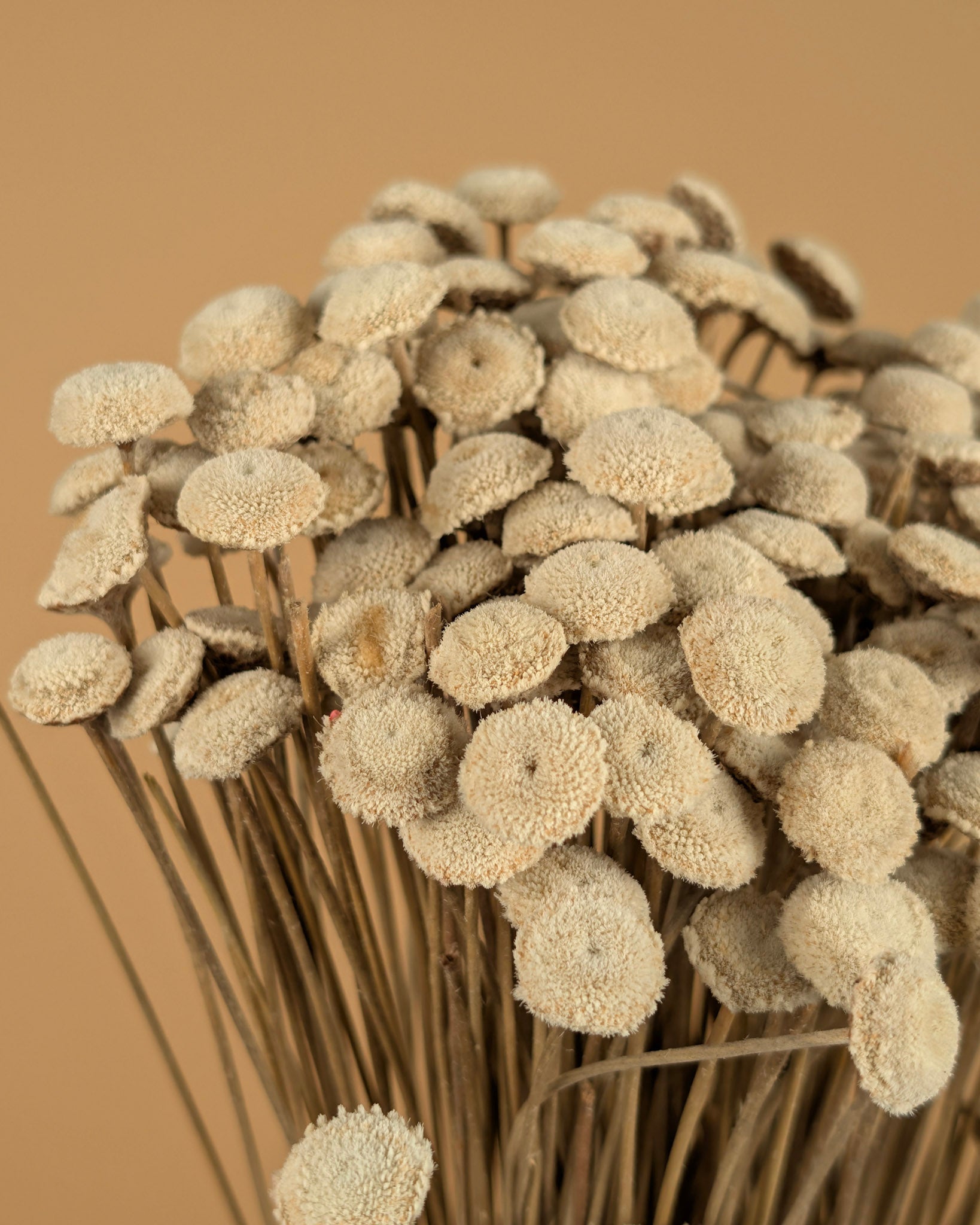 Botton Botao natürlich getrocknet