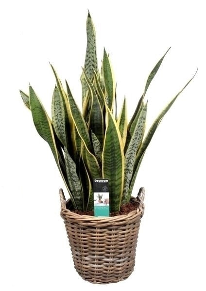 Sansevieria in einem Rattankorb