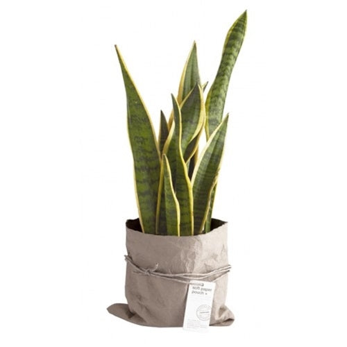 Sansevieria in einer Beuteltasche