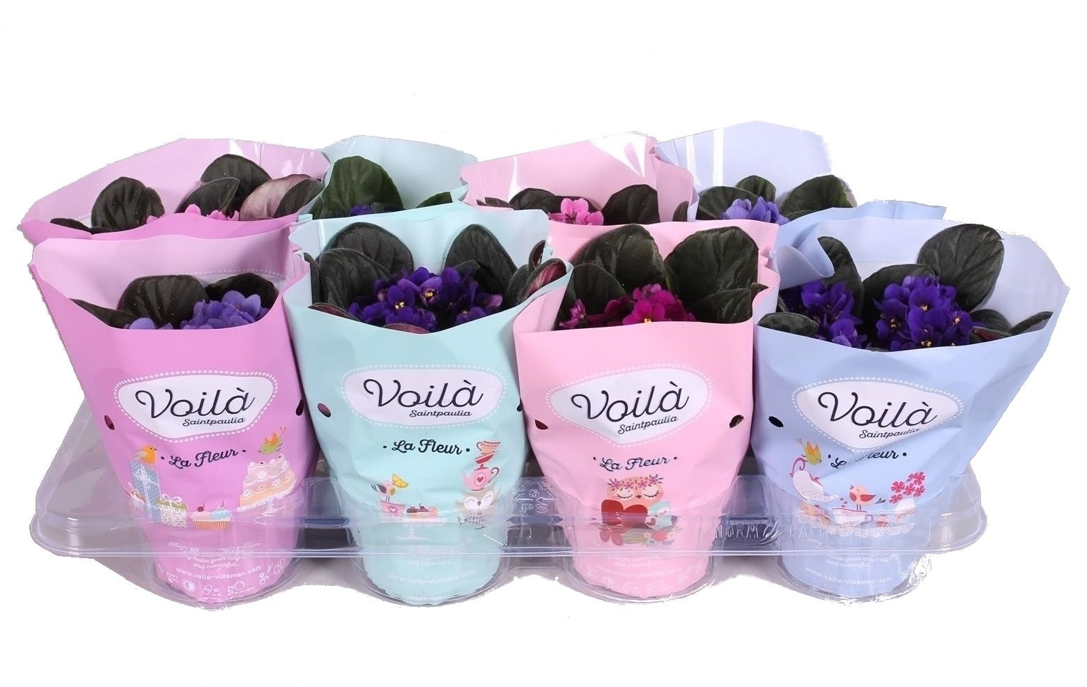 Saintpaulia Mix Pot 12 cm in einer Auktionsschale