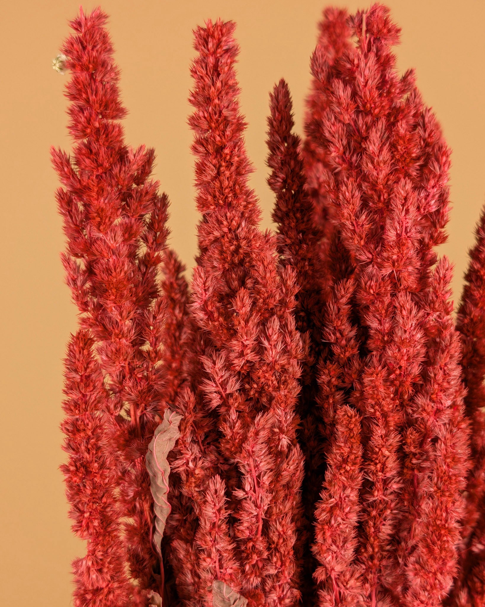 Séché amaranthus rose
