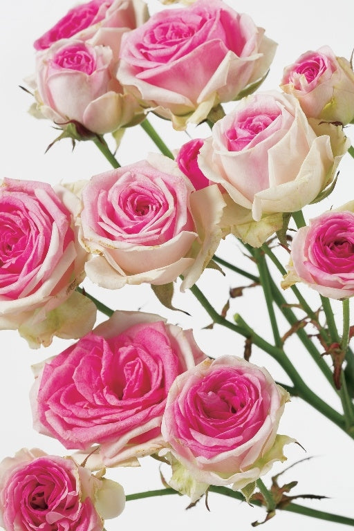 10 Mimi Eden Trostrozen Länge 60 cm