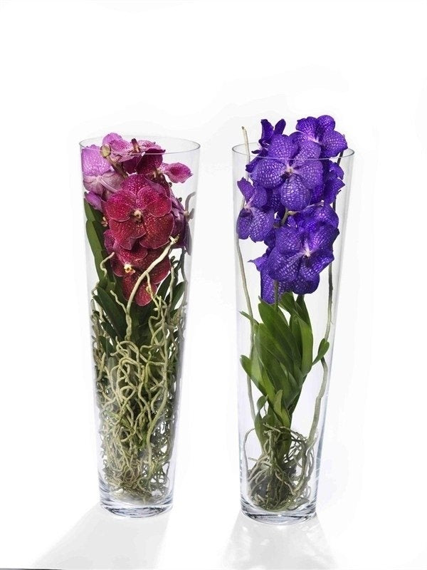Orchidee Vanda in Lisanne Glas