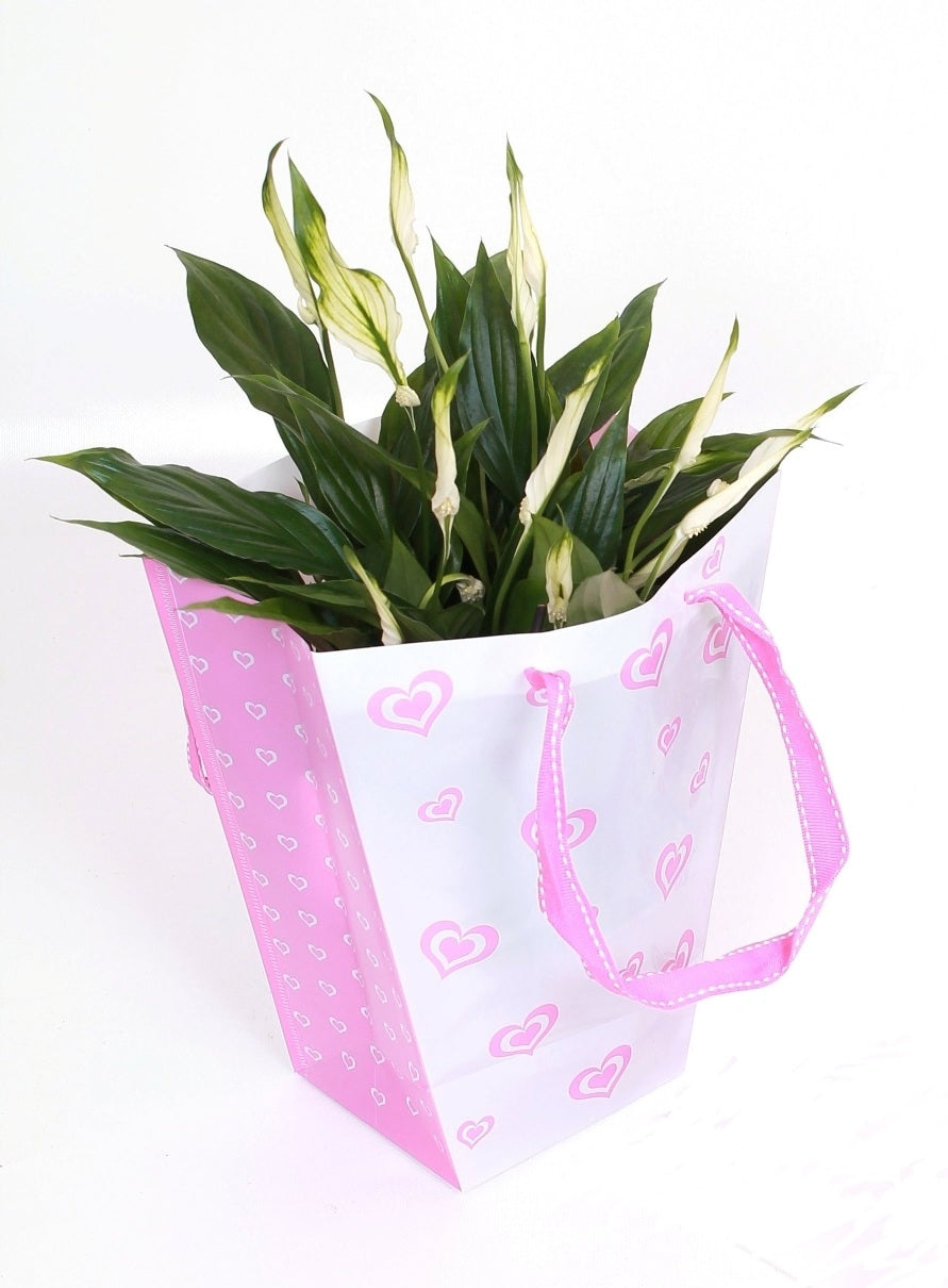 Spathiphyllum in a sweet love bag