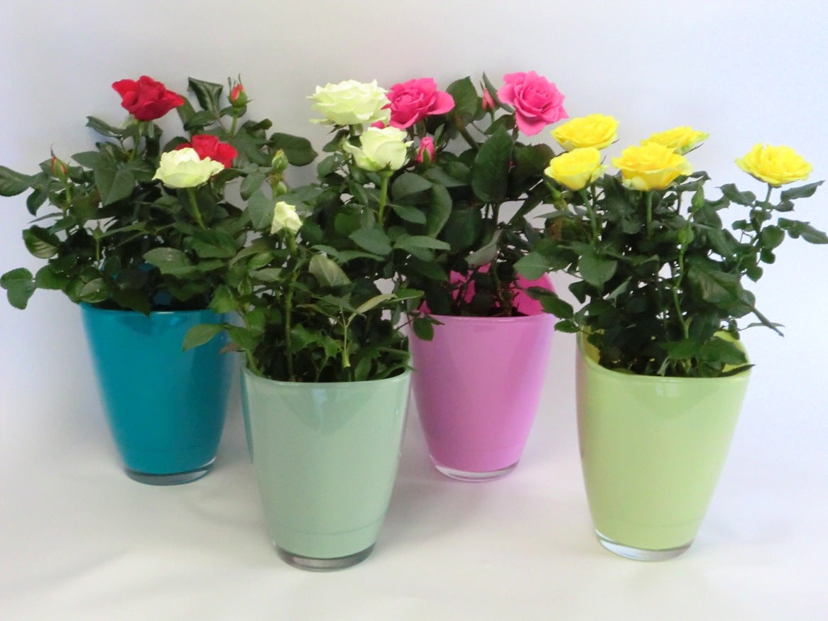 Potroos im Sommer Mix Glaspopf