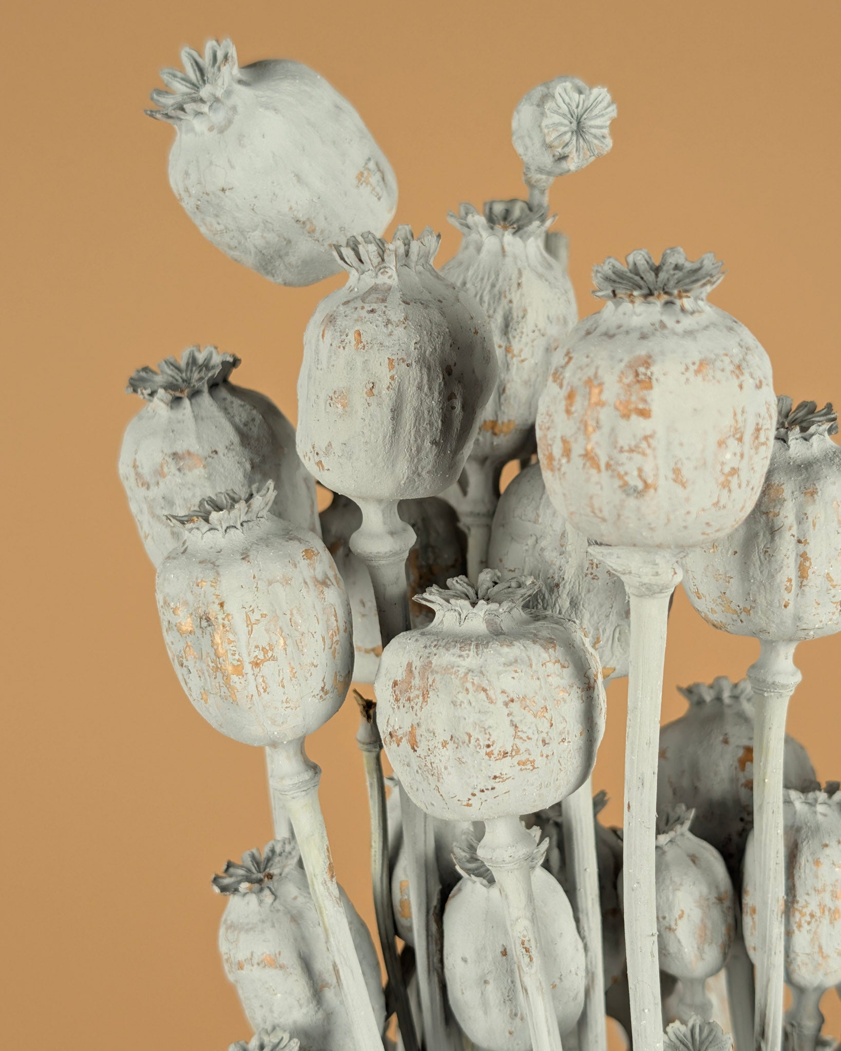 Papaver gris séché