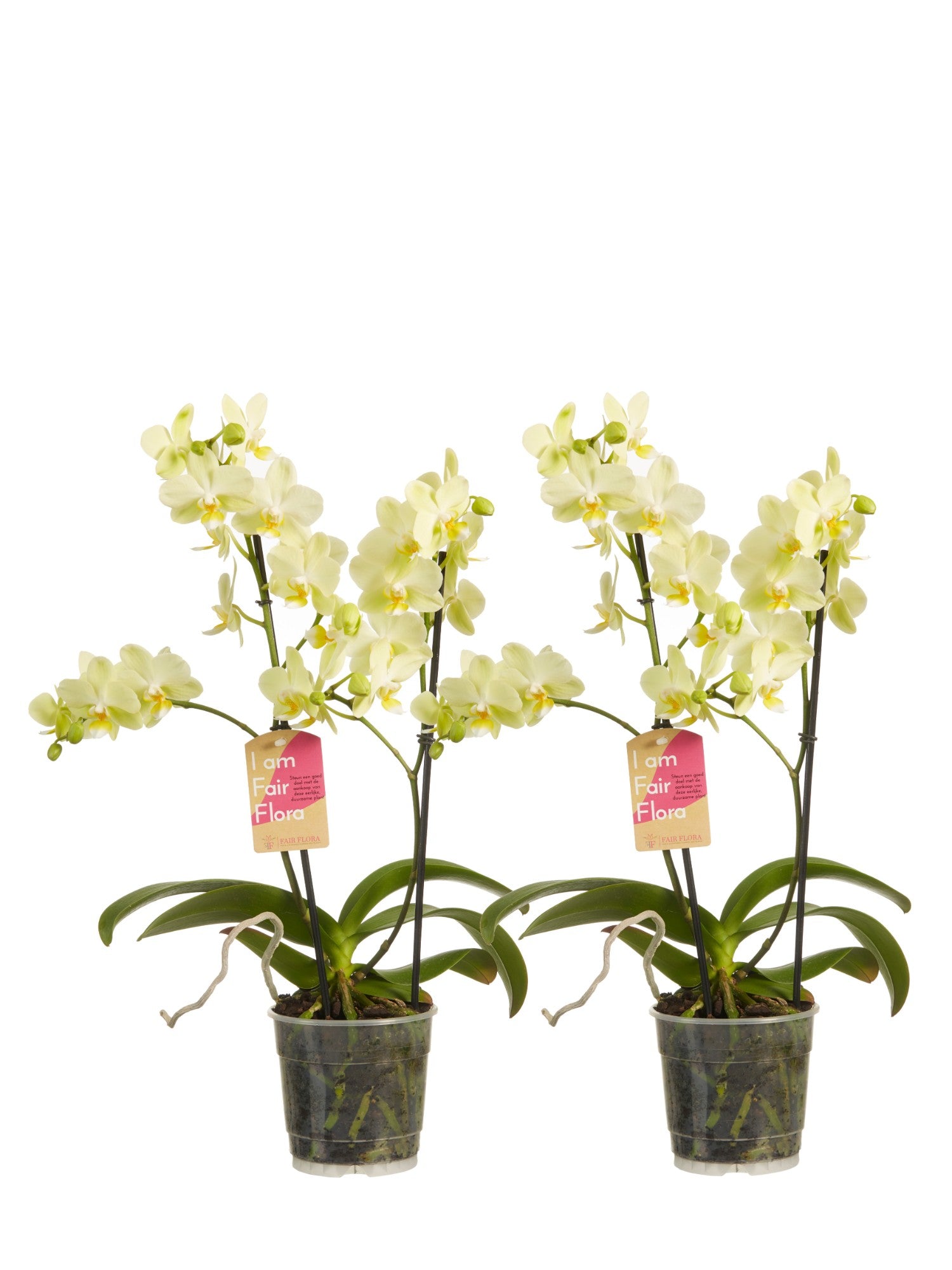 Multiflora Phalaenopsis Geel (2 stuks)
