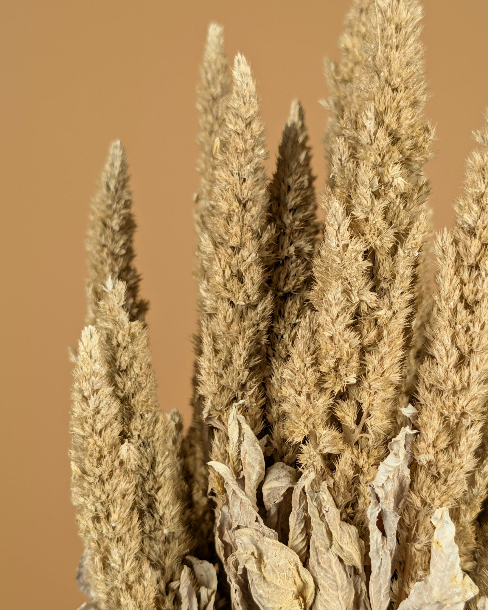 Séché amaranthus brumeux blanc