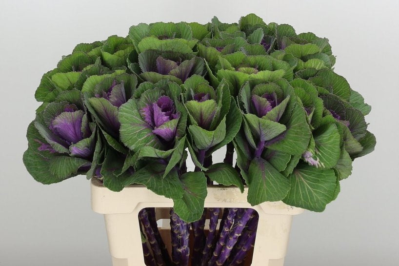 5 Brassica White Crane und Ruby Crane