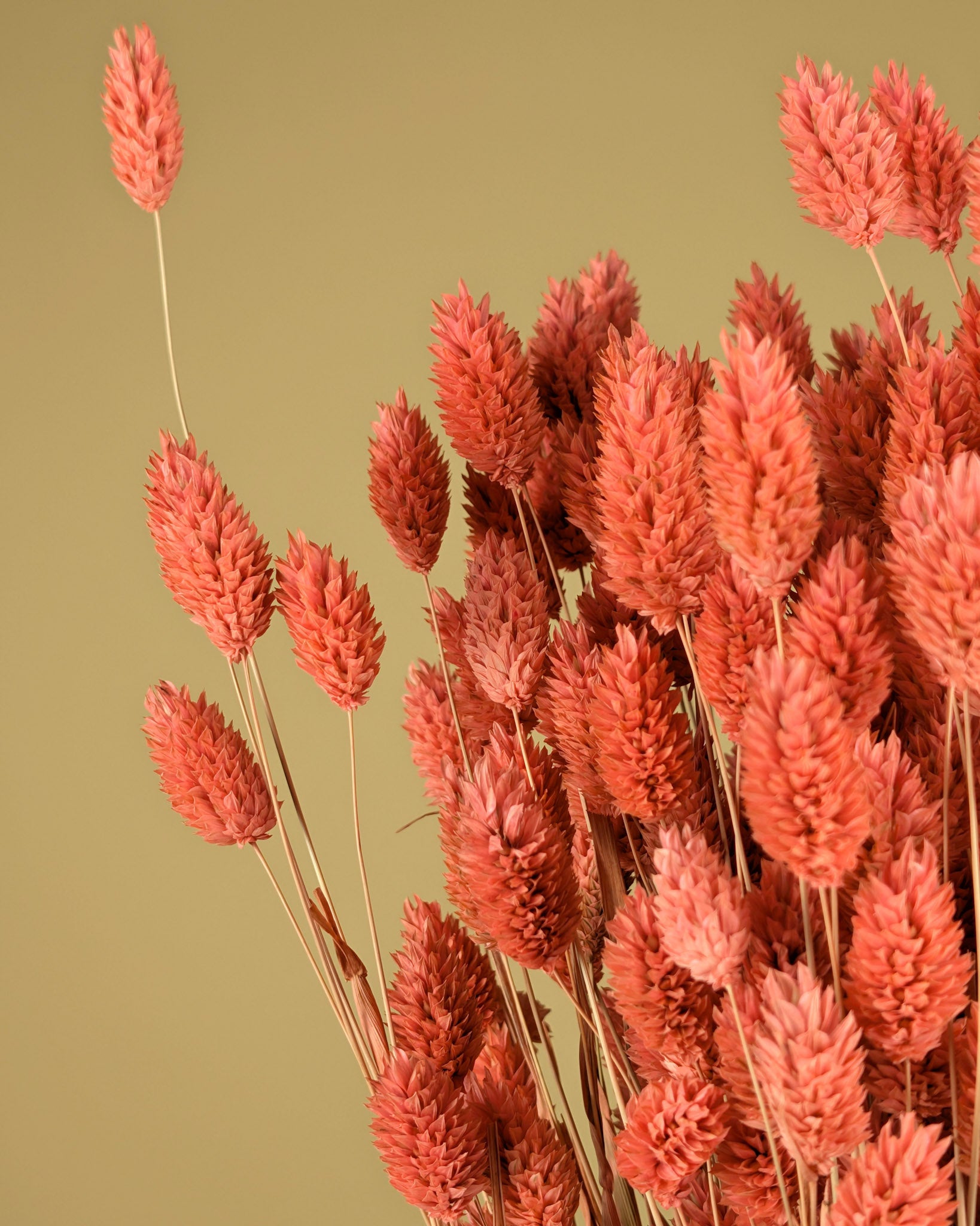 Dried Phalaris colored pink