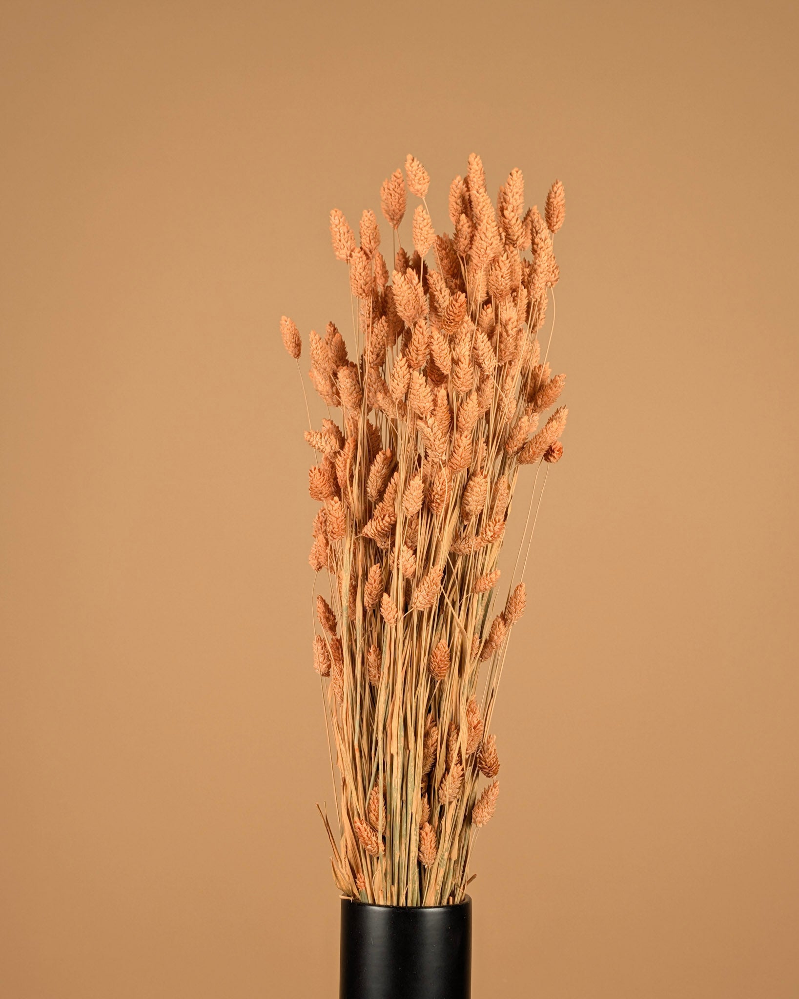 Phalaris Dried Coral Misty