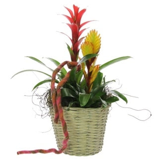Bromelia package in a wicker basket