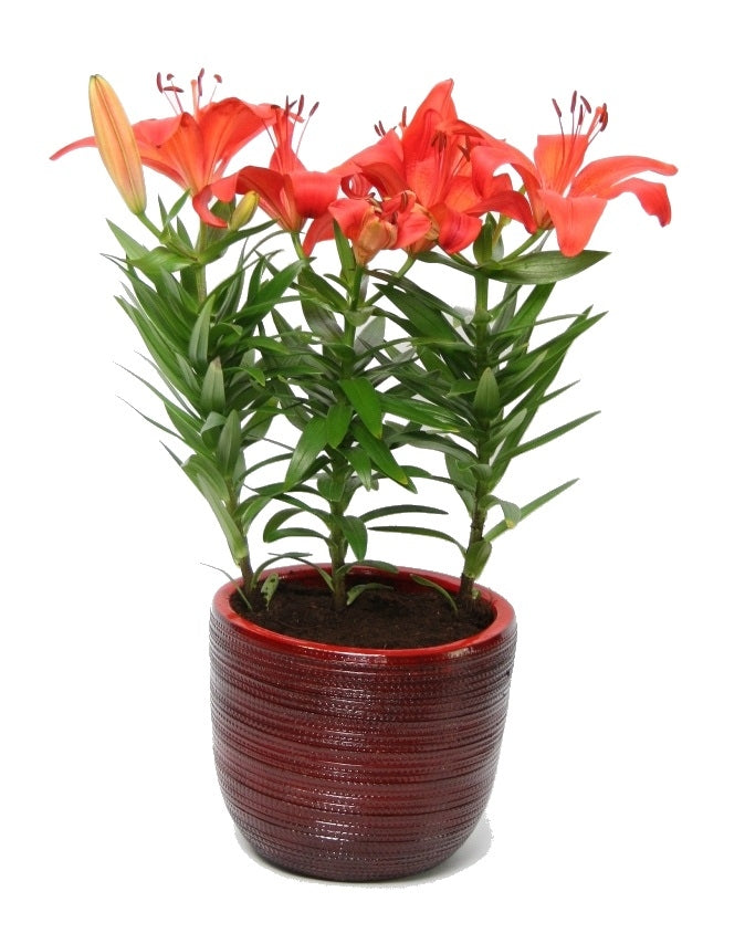 Lily Asian in Ceramic Cabo Red