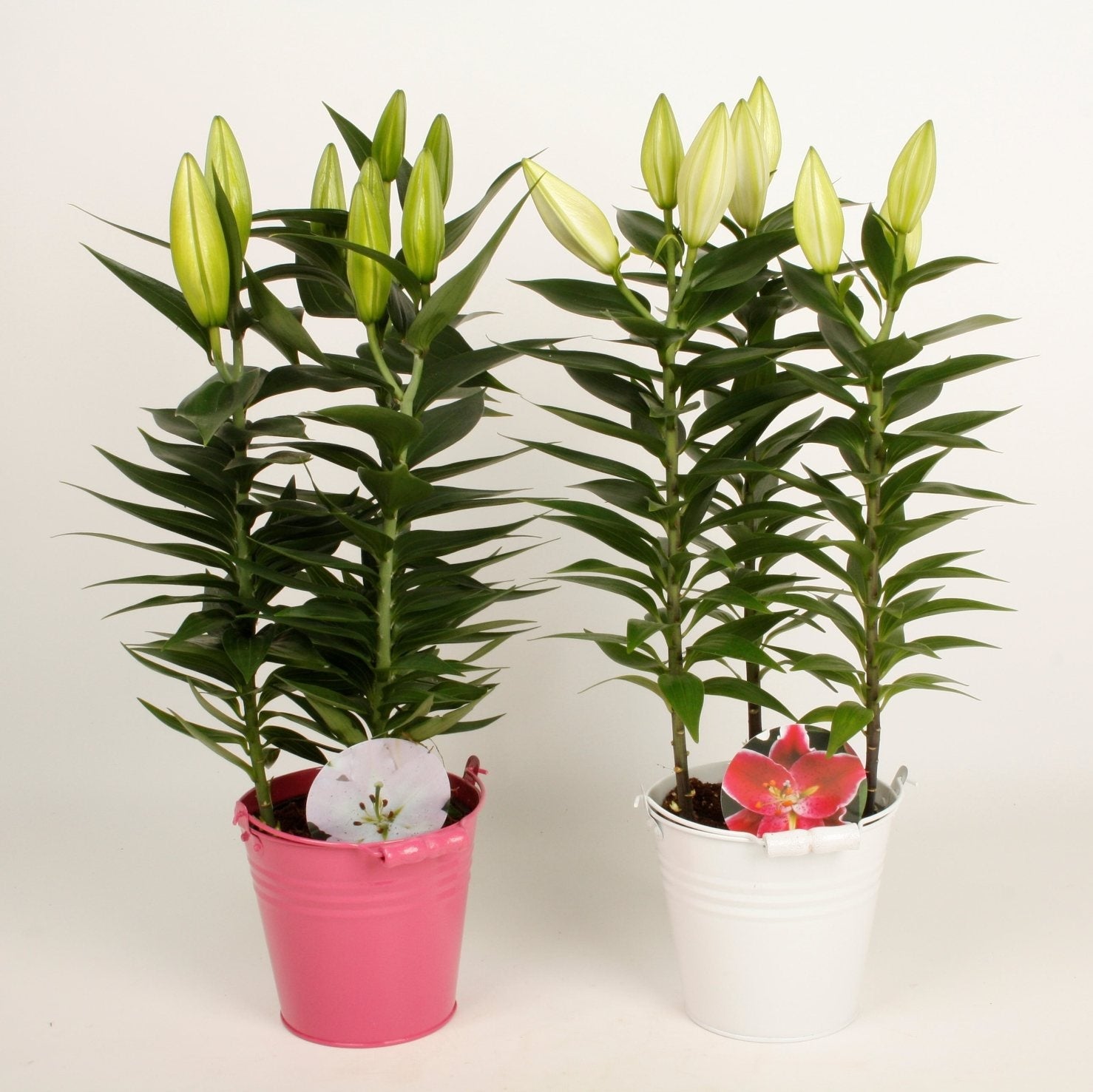 Lily Asian in a zinc bucket
