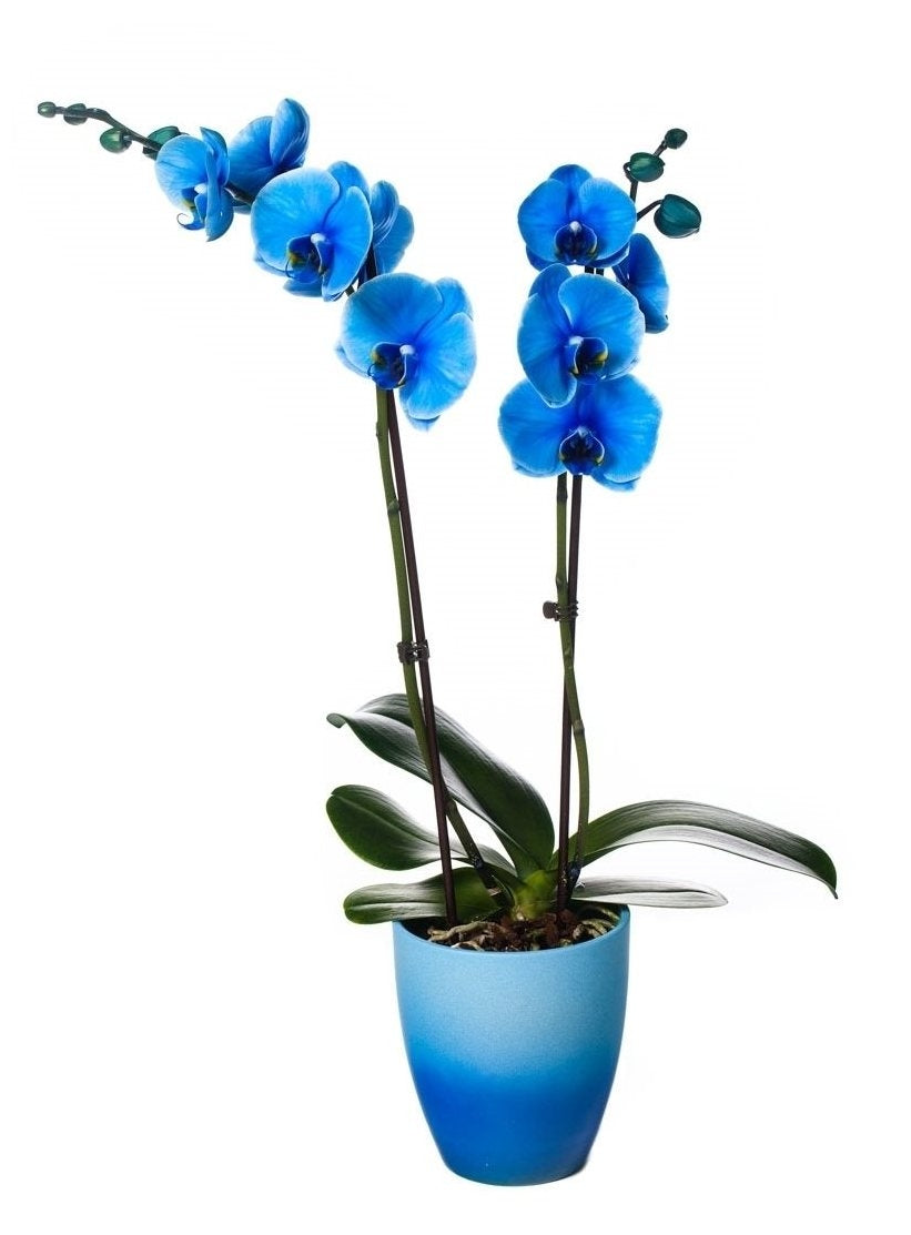 Phalaenopsis orchid blue 2 branches in ceramic change