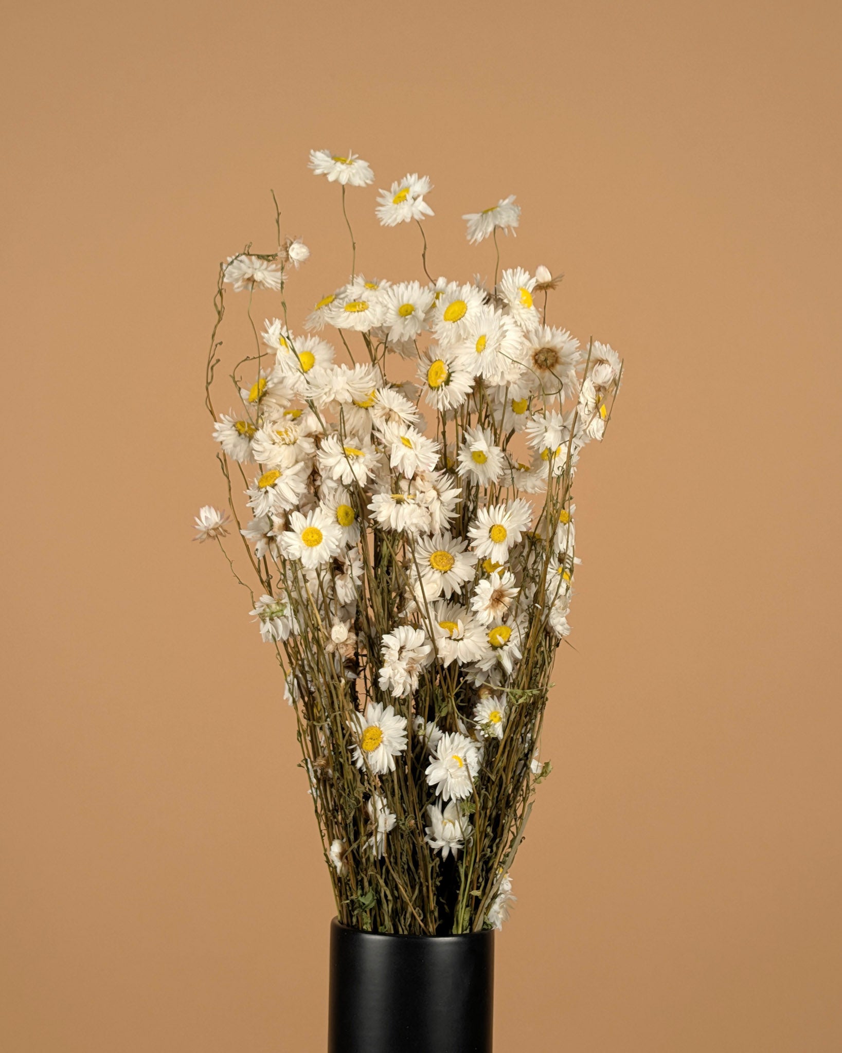 Dried acroclinium white