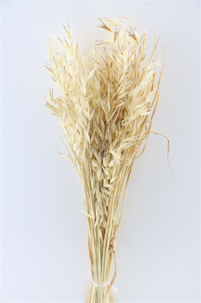 Dried oats (Avena) Wild Naturel
